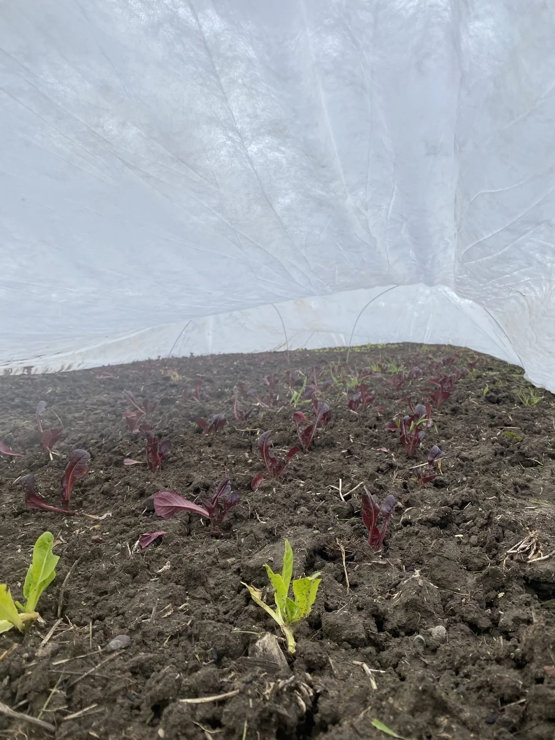  Protecting plants from hungry birds