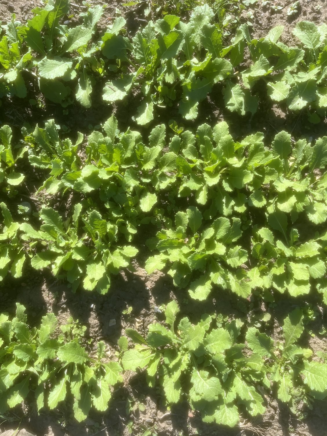 Springing into action on the farm