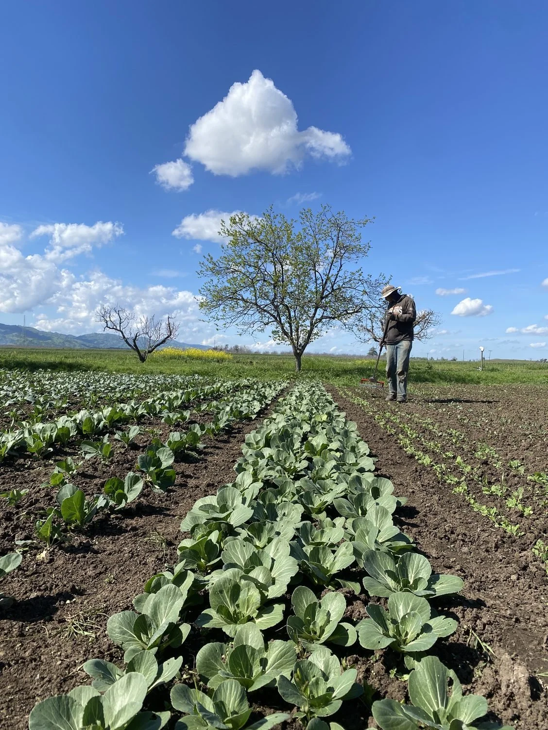 Planting tomatoes, melons and lots of weeding 