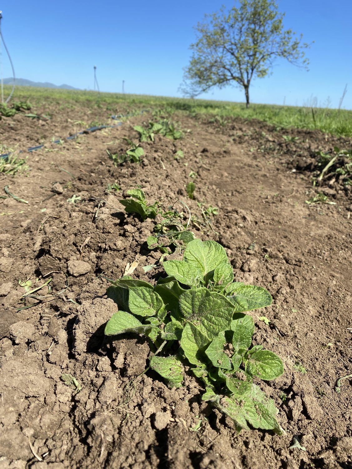 The potatoes are springing into life