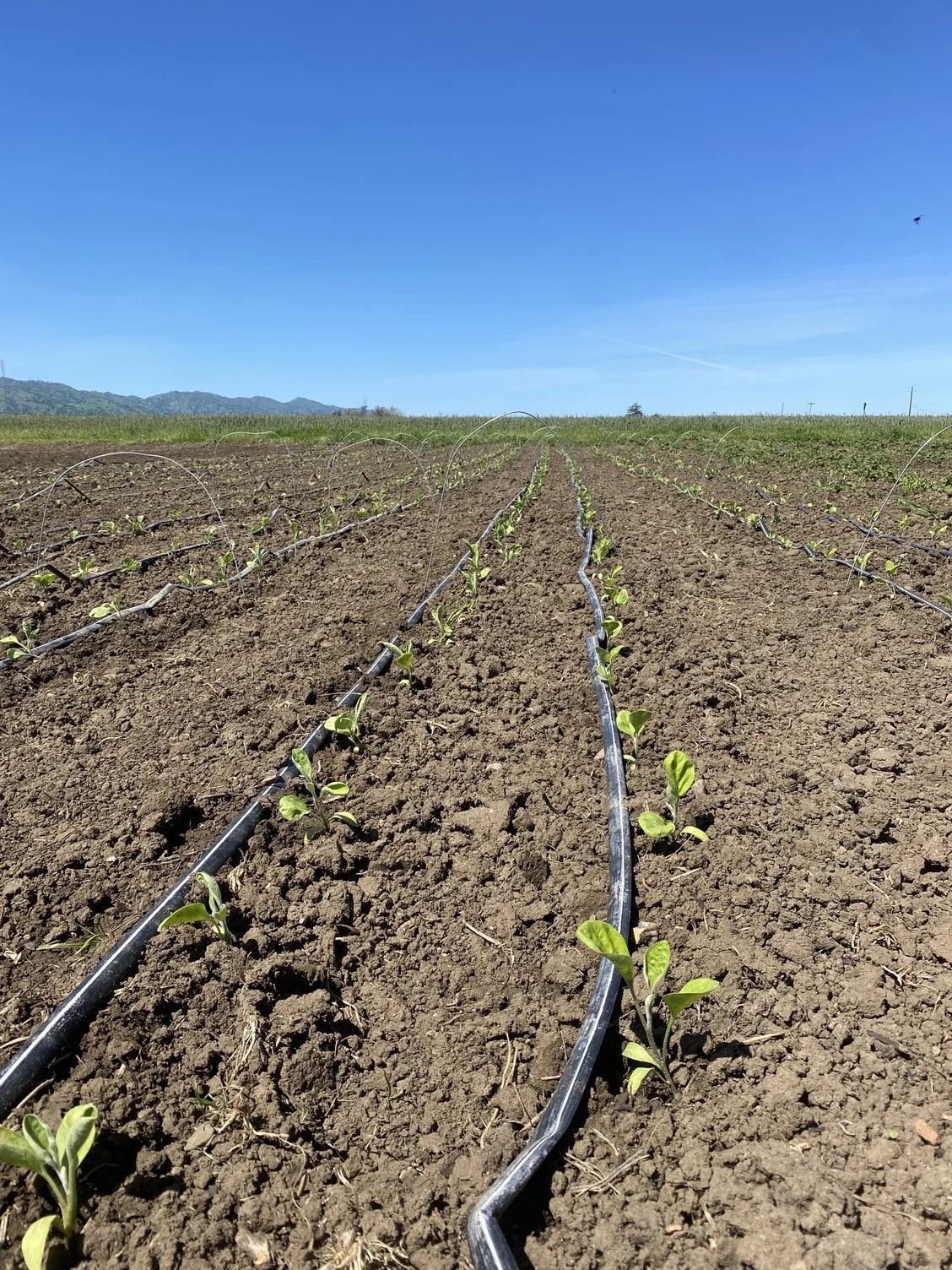 Planting, Planting and more planting