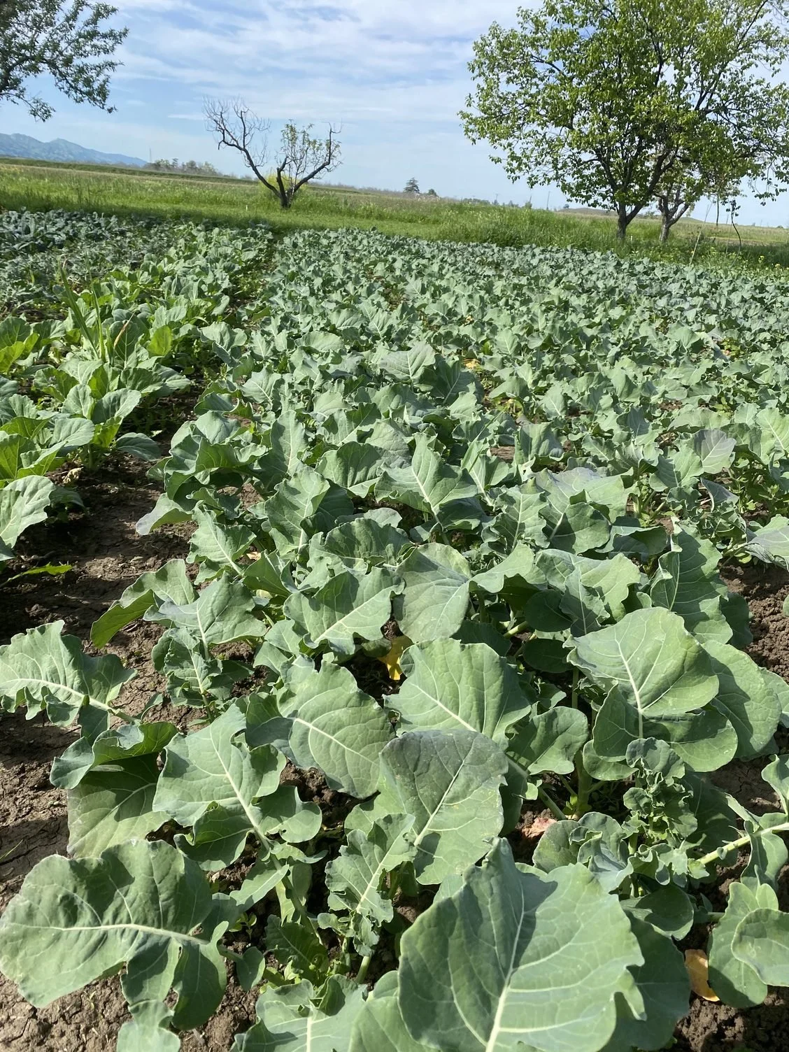 The Veggies Are Growing Quickly