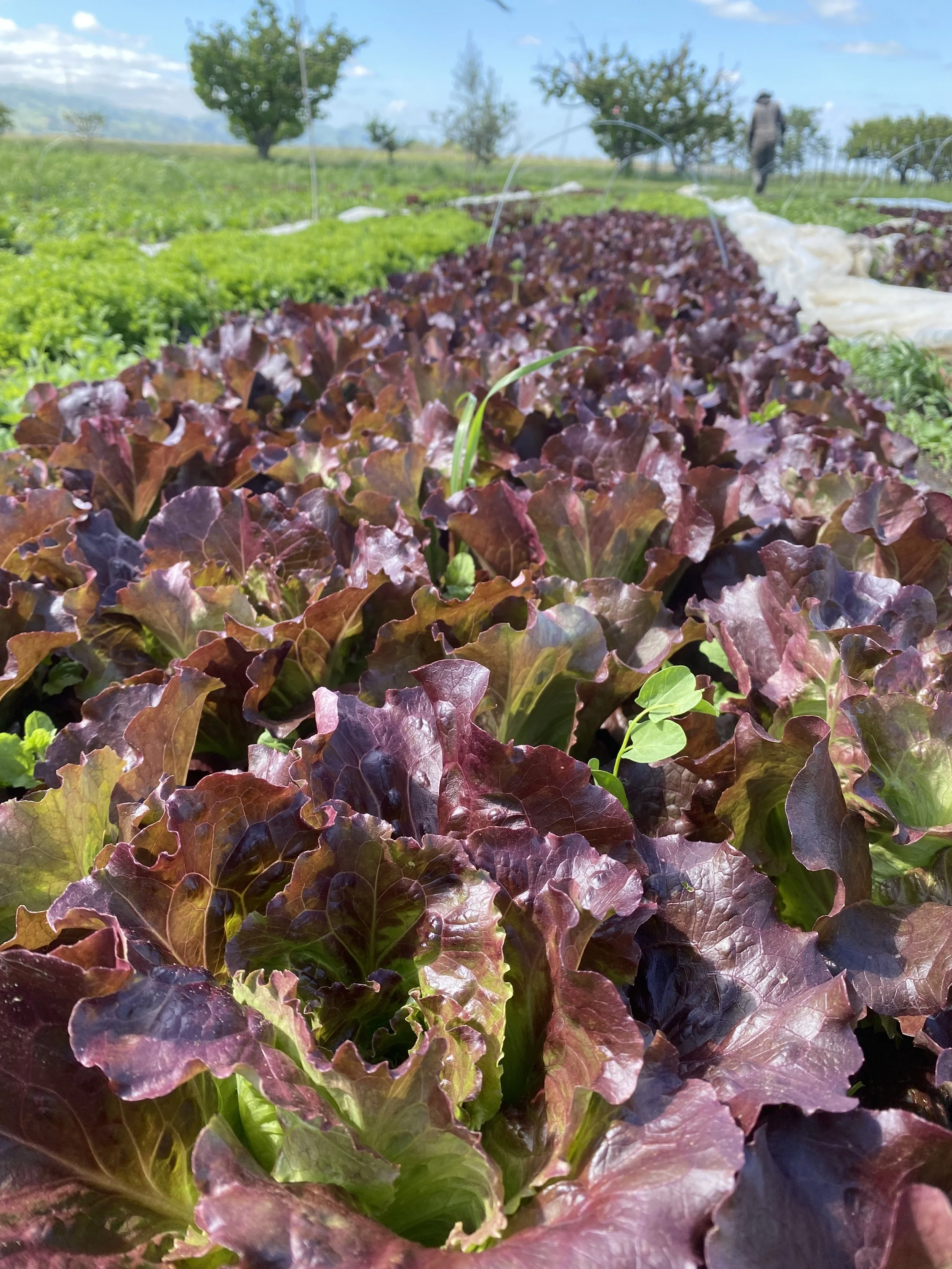 Trying to catch the weeds early