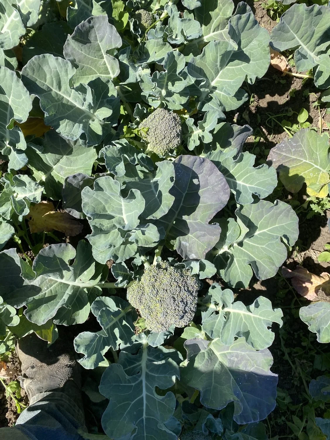 Delicious and exciting flowers all over the farm