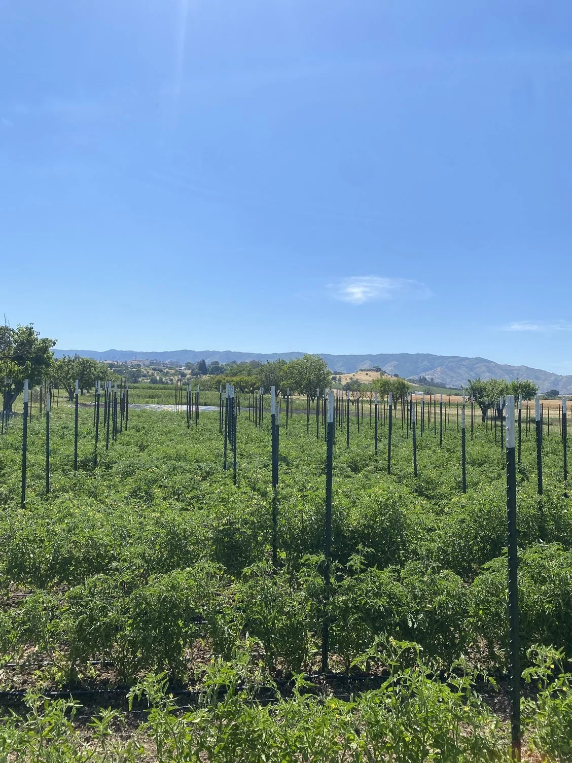 Trying to stay ahead of all the growing veggies