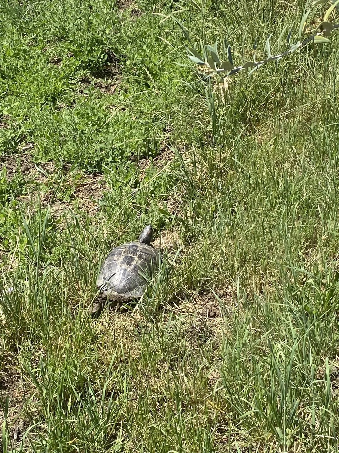 The return of the turtle plus first summer squash