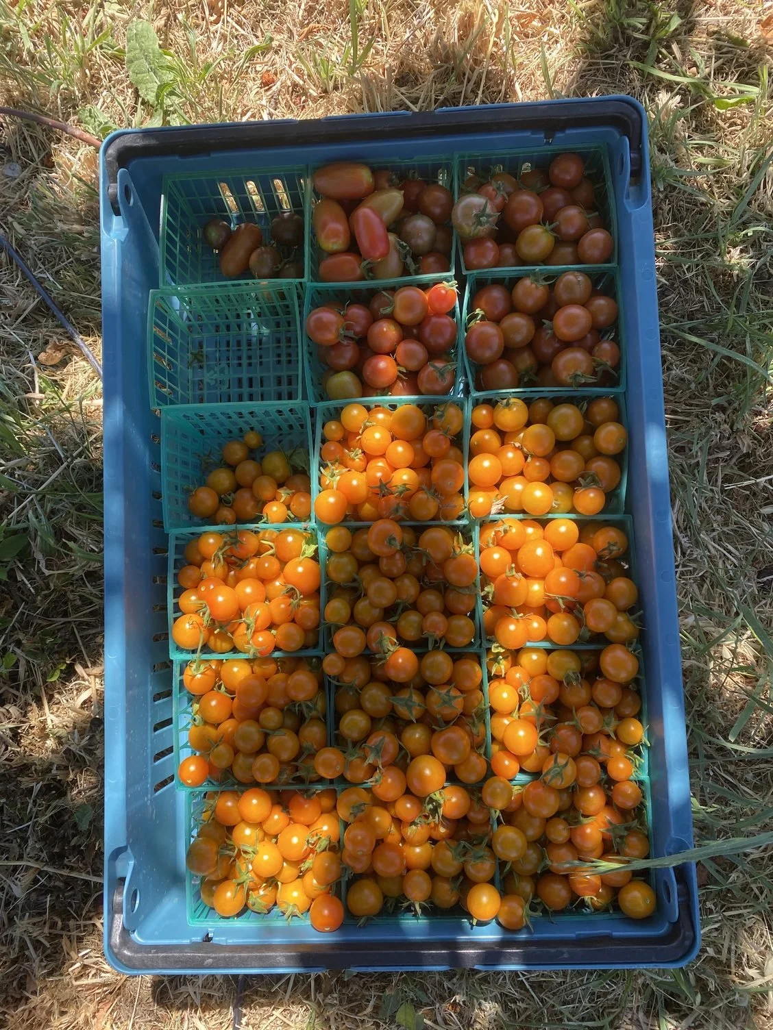 Cherry tomatoes, summer veggies ripening in the heat