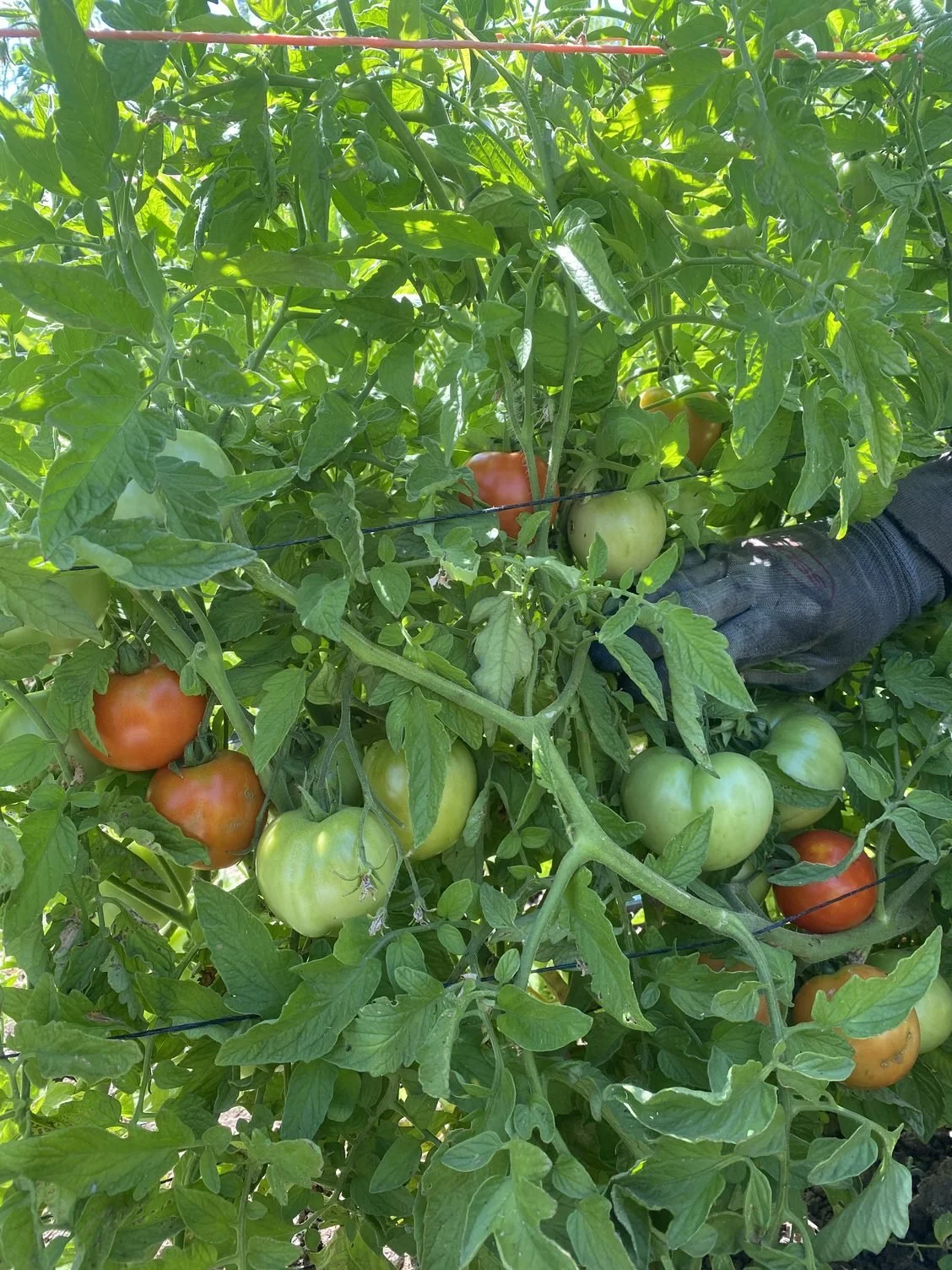 Harvesting lots of Early Girls, Sungolds, Cucumbers and Basil