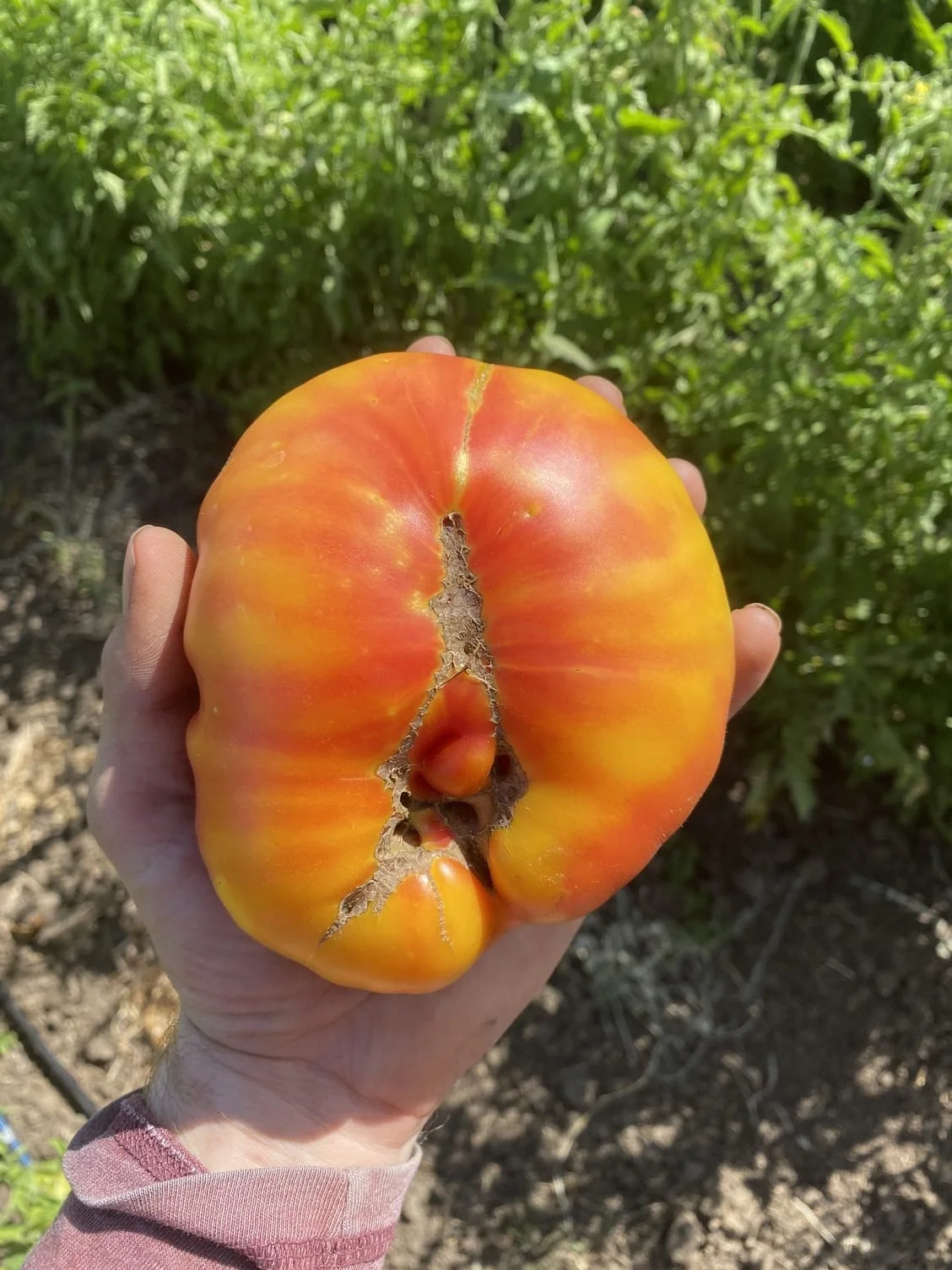 Heirloom tomato season is starting along with lots of figs