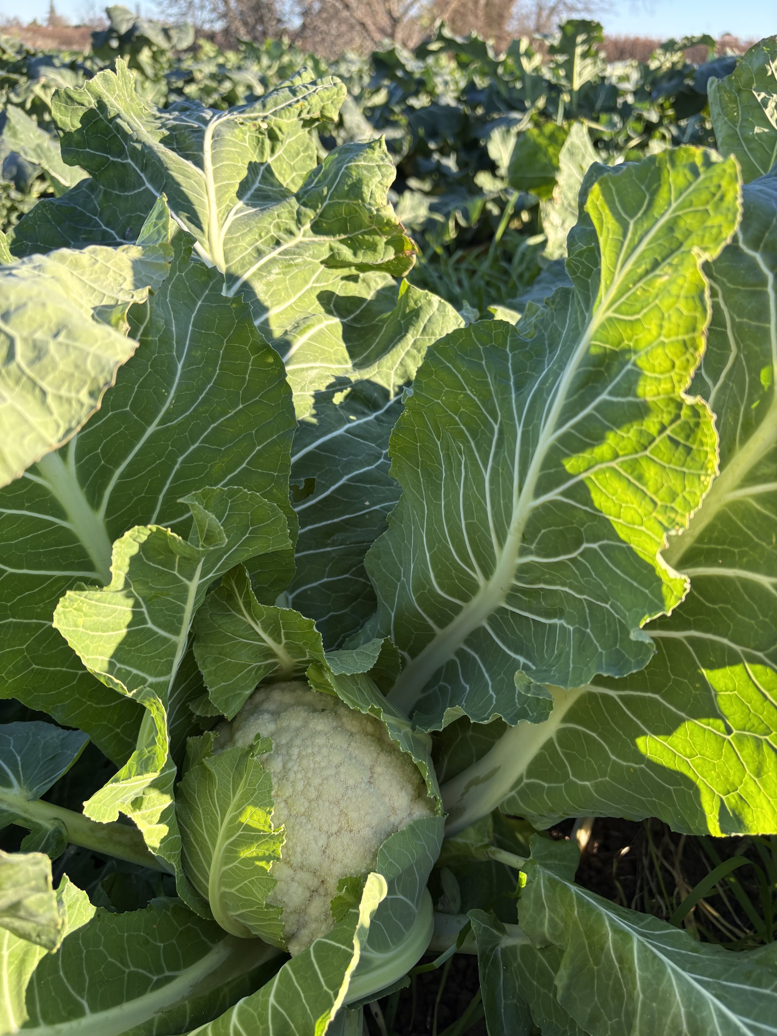 Cold mornings &amp; sunny days on the farm