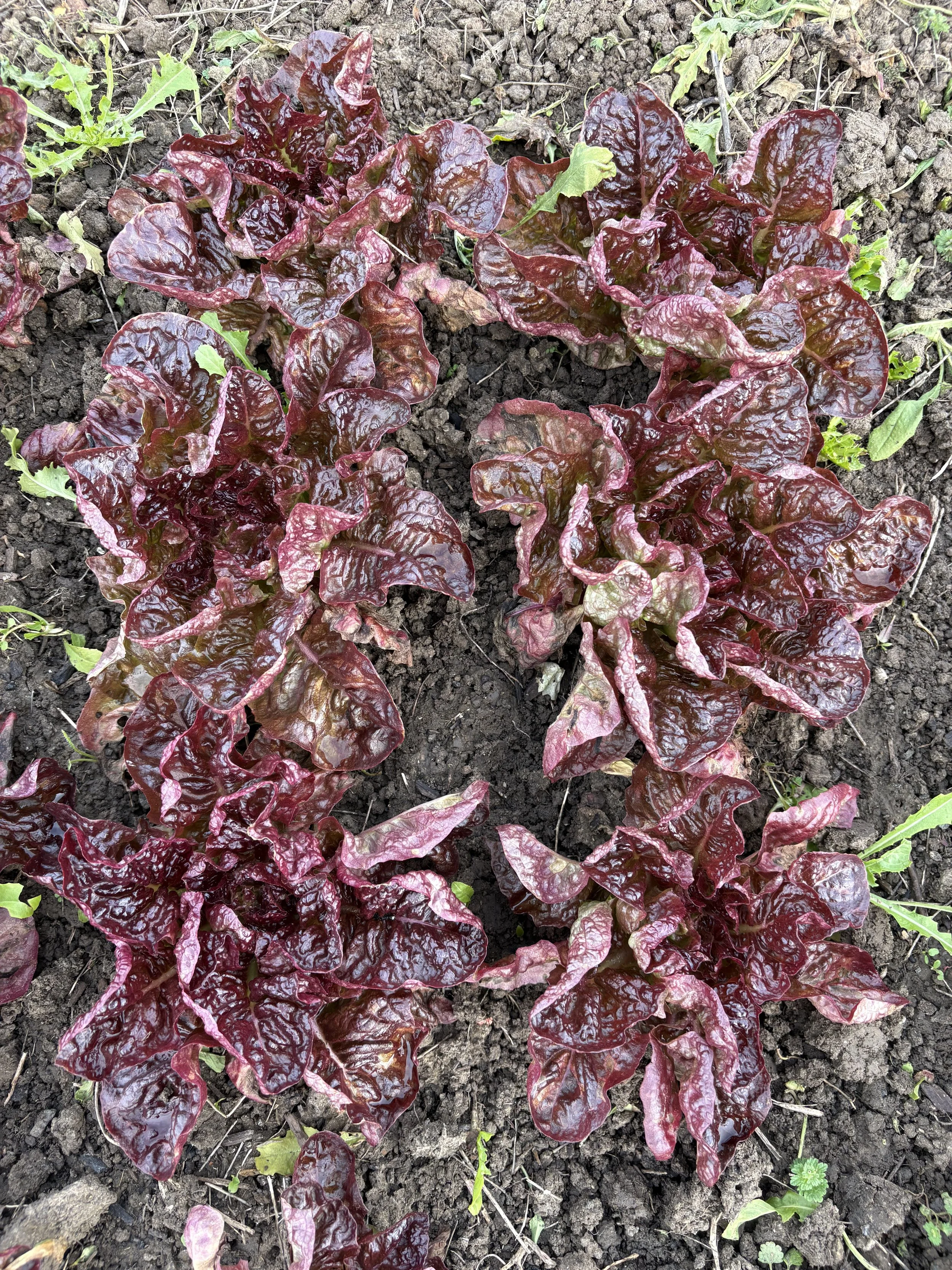 Weeding in the sun &amp; prepping the field