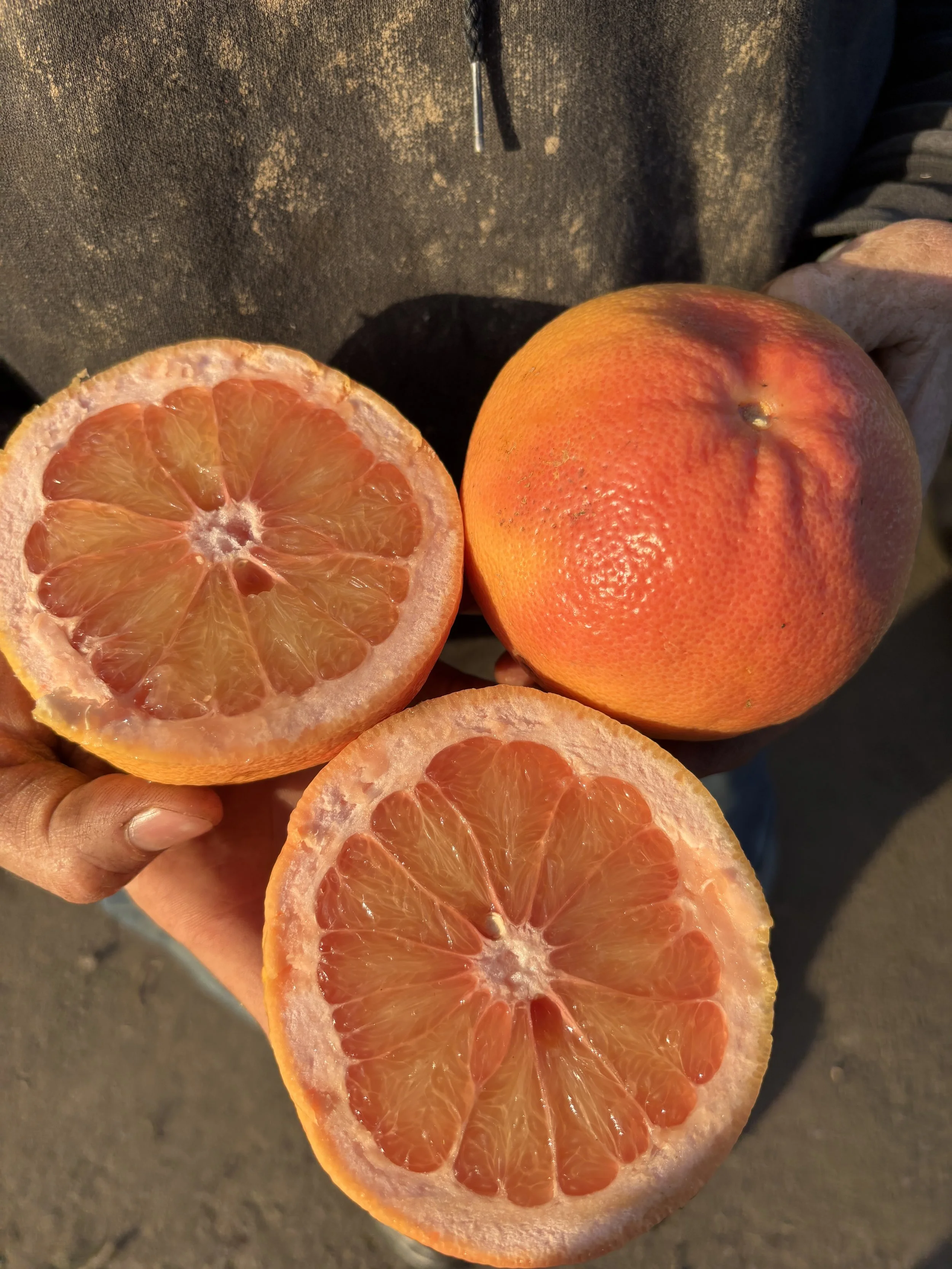 Prepping for spring crops on sunny days