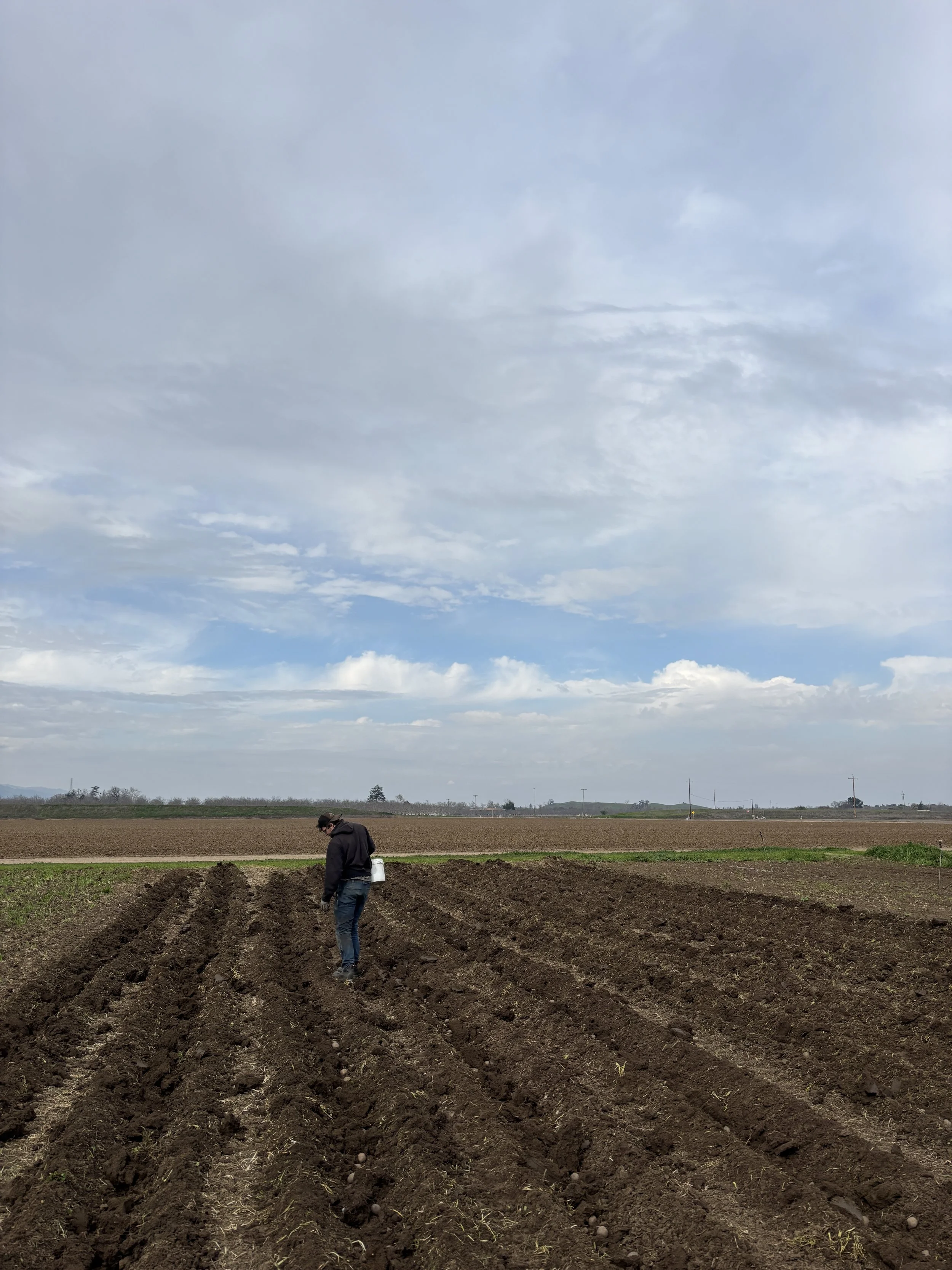 A big planting before the rain