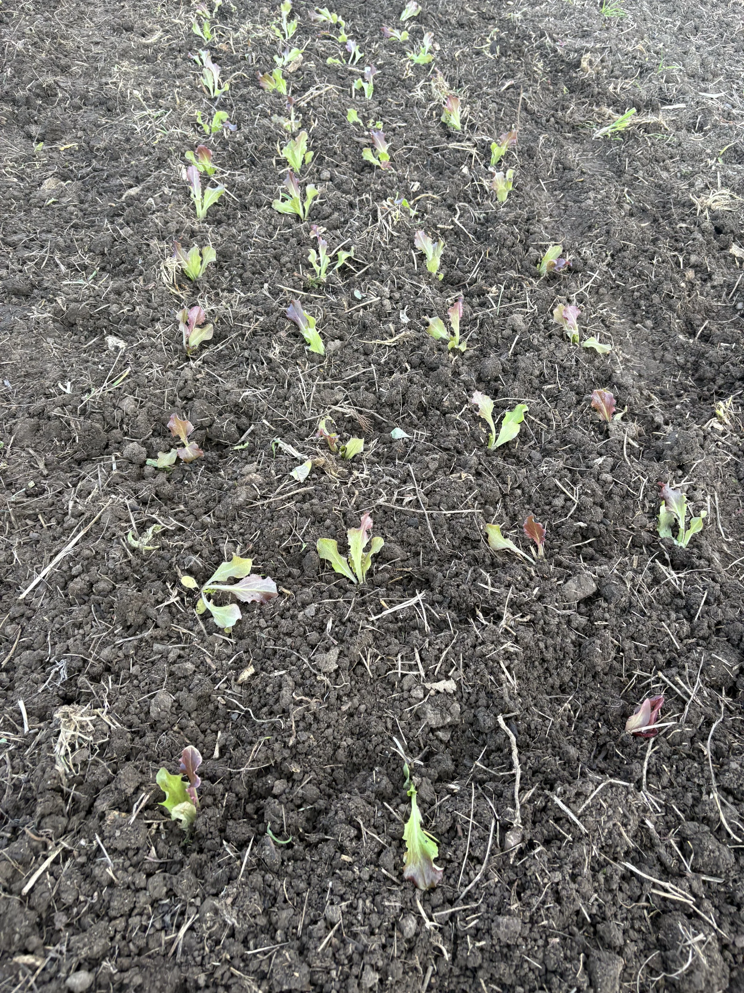 Jumping at the first opportunity to plant
