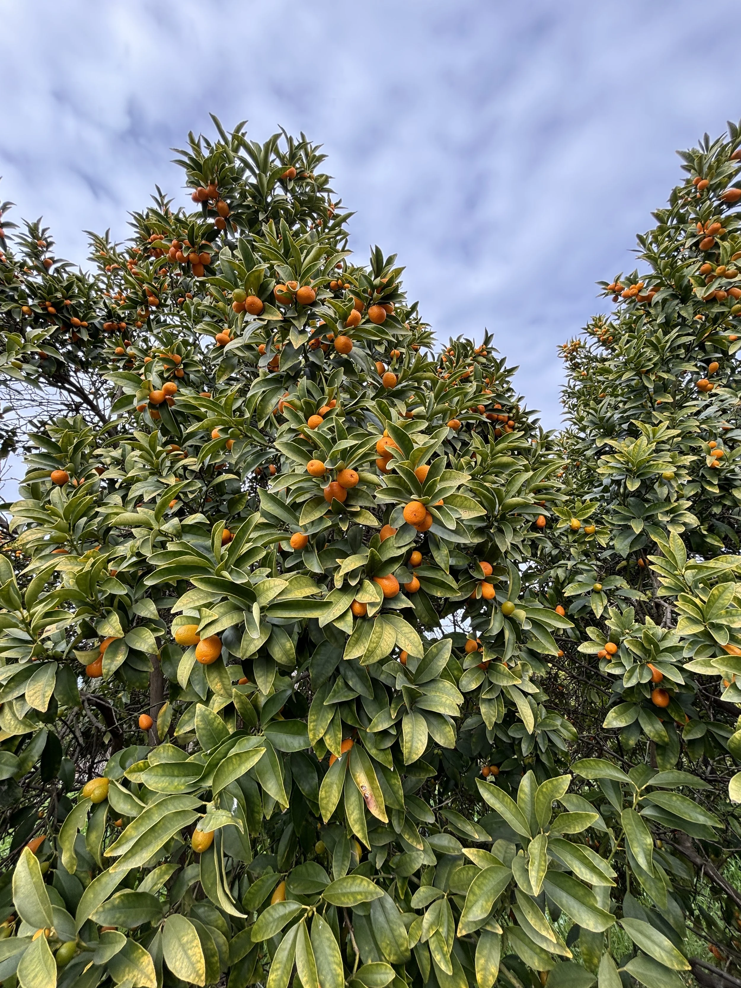 Sweet-tart kumquats and sunny days