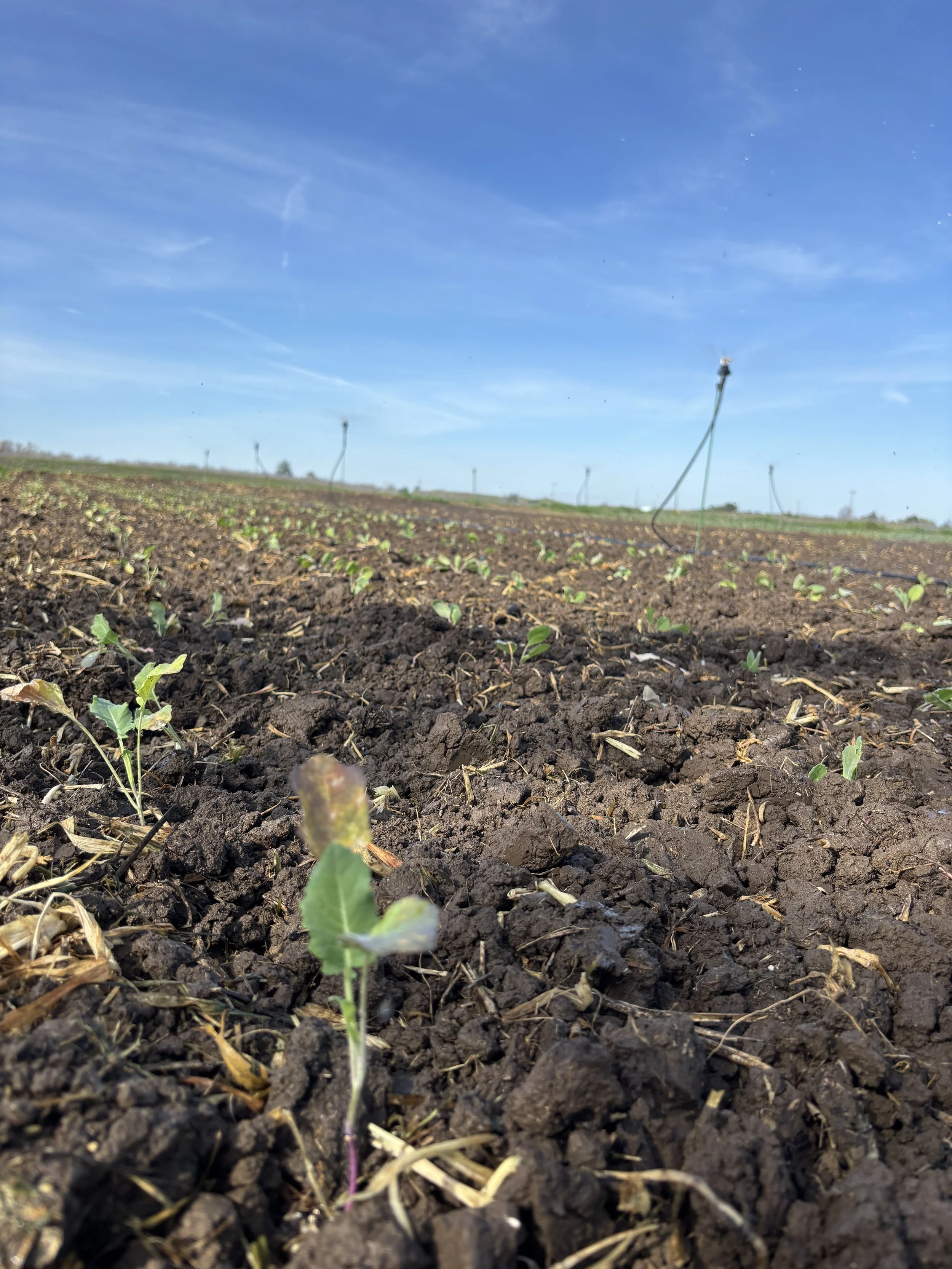 Planting frenzy with the warm early spring