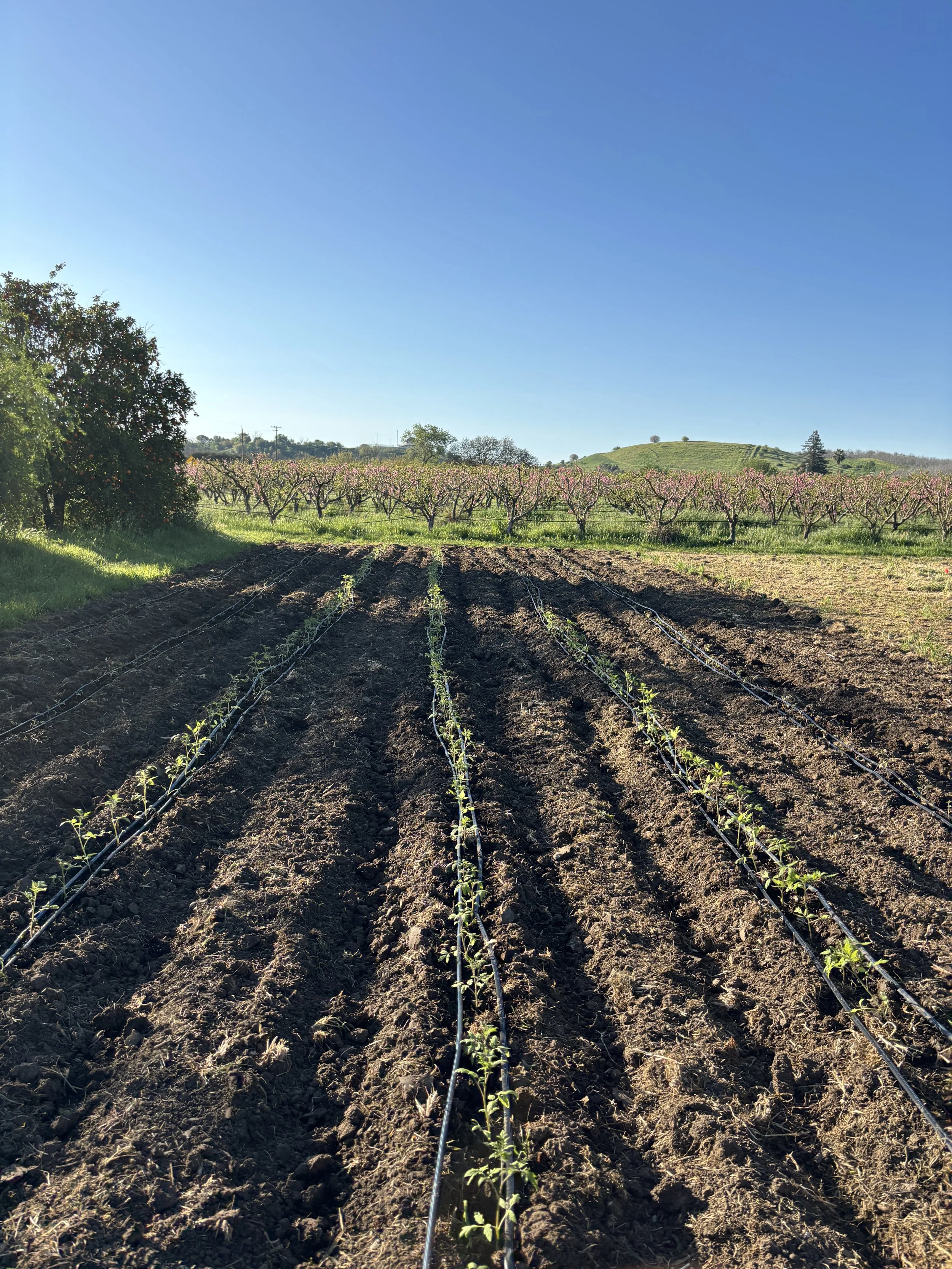 Tomatoes planted in the spring heatwave