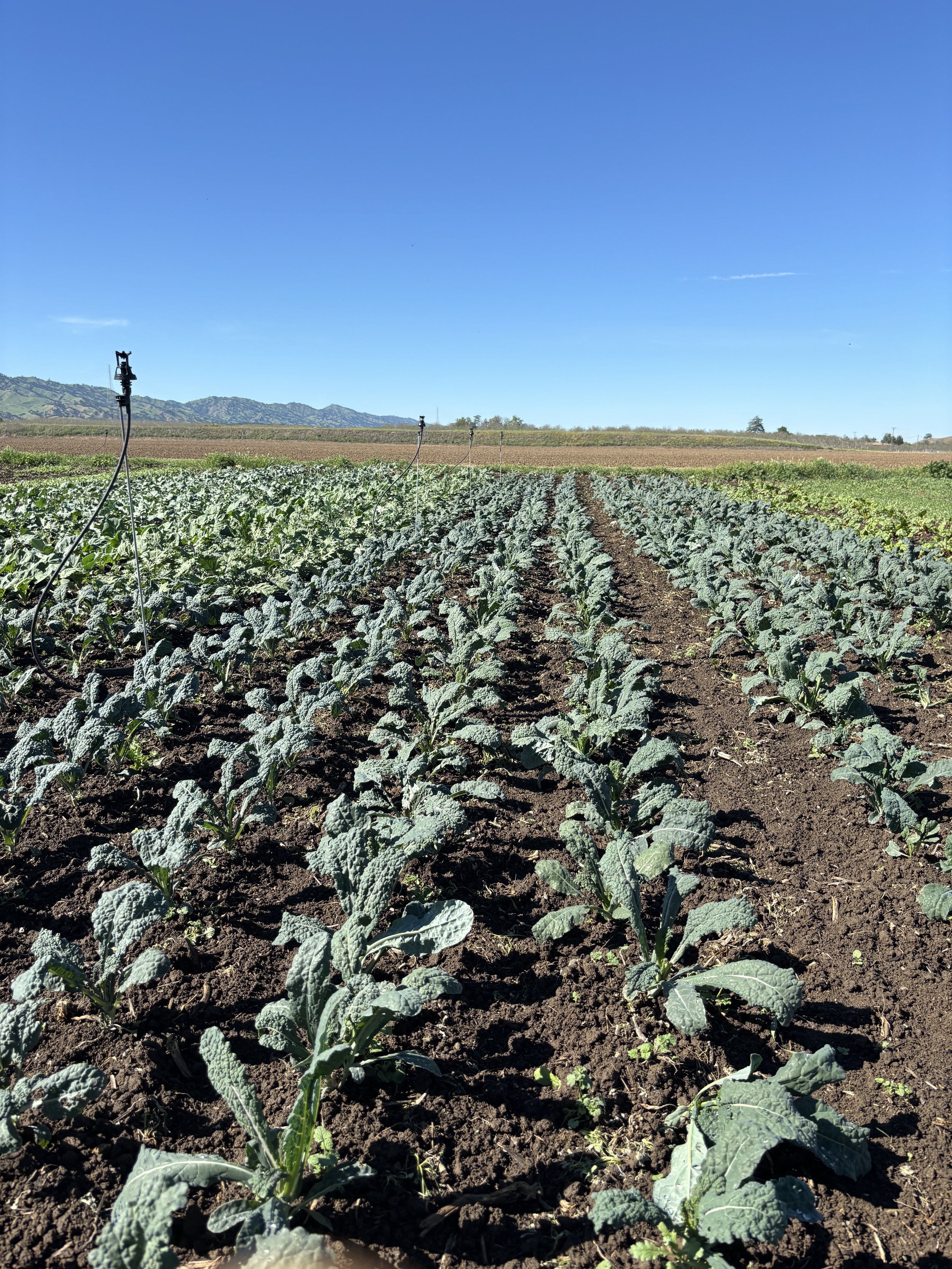 Weeding &amp; harvesting new spring veggies 