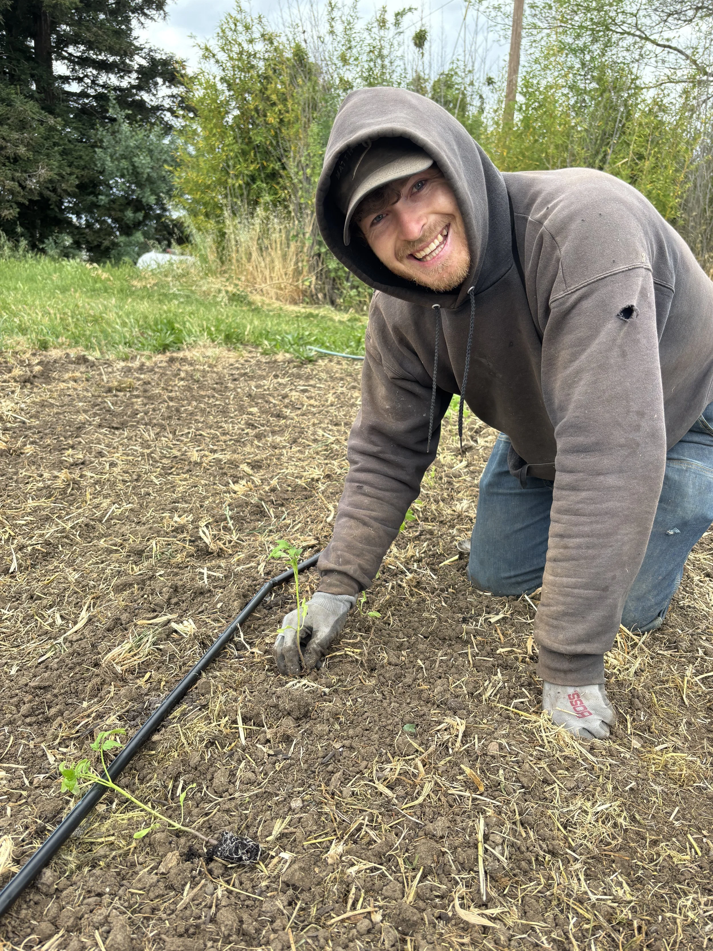 Planting more tomatoes &amp; a drizzle of rain