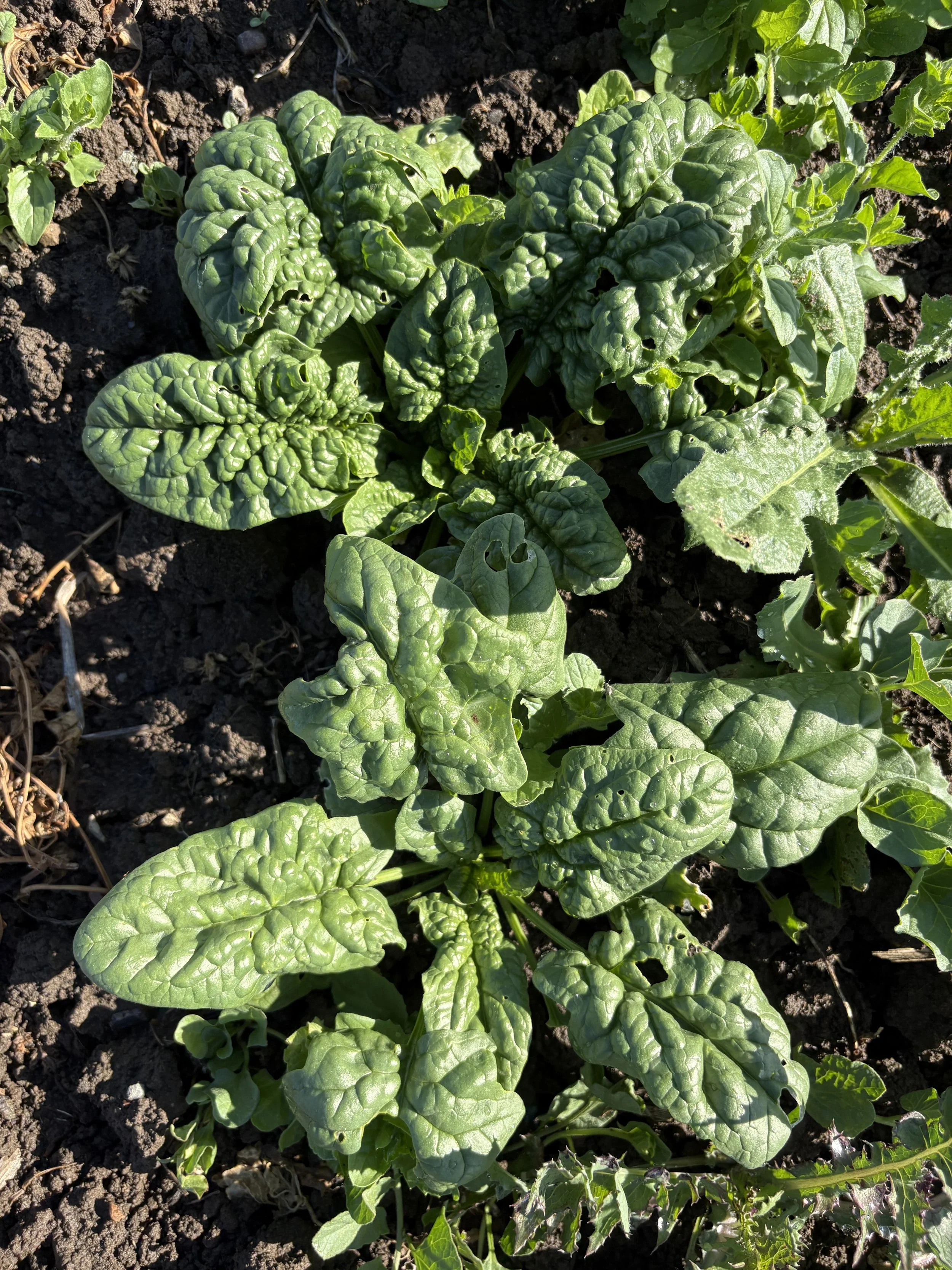Holey spinach &amp; delicious spring greens