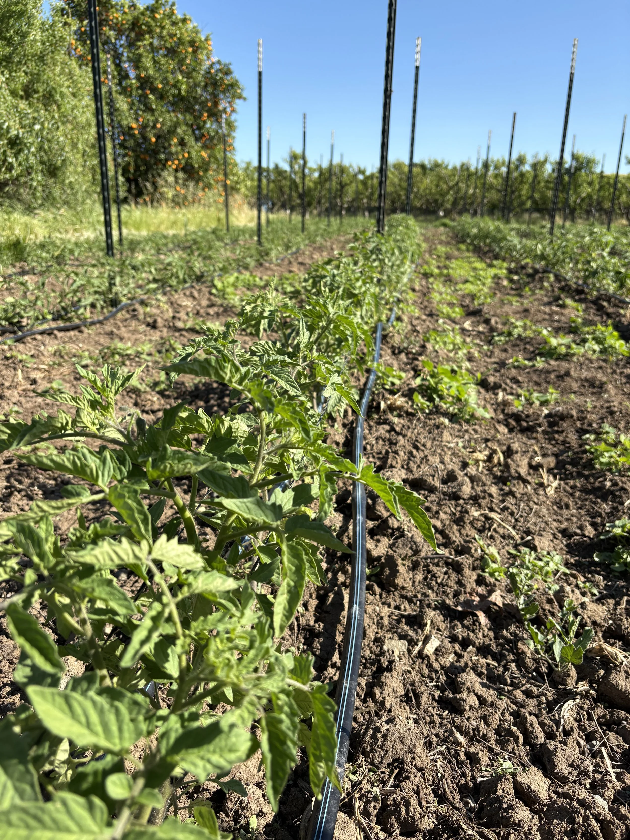 Staking tomatoes &amp; thriving lettuce