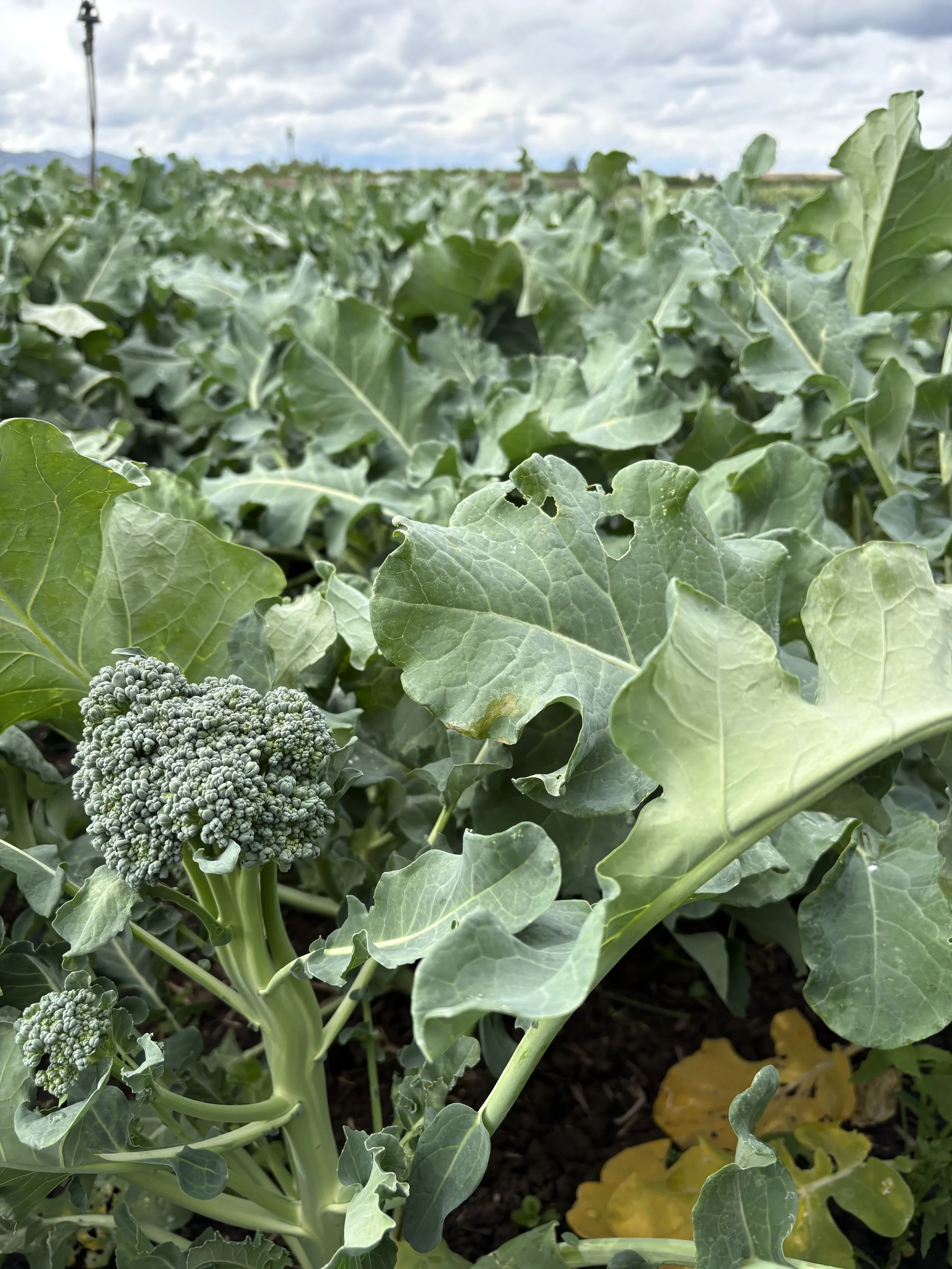 Rainy week on the farm &amp; back at the Wednesday market