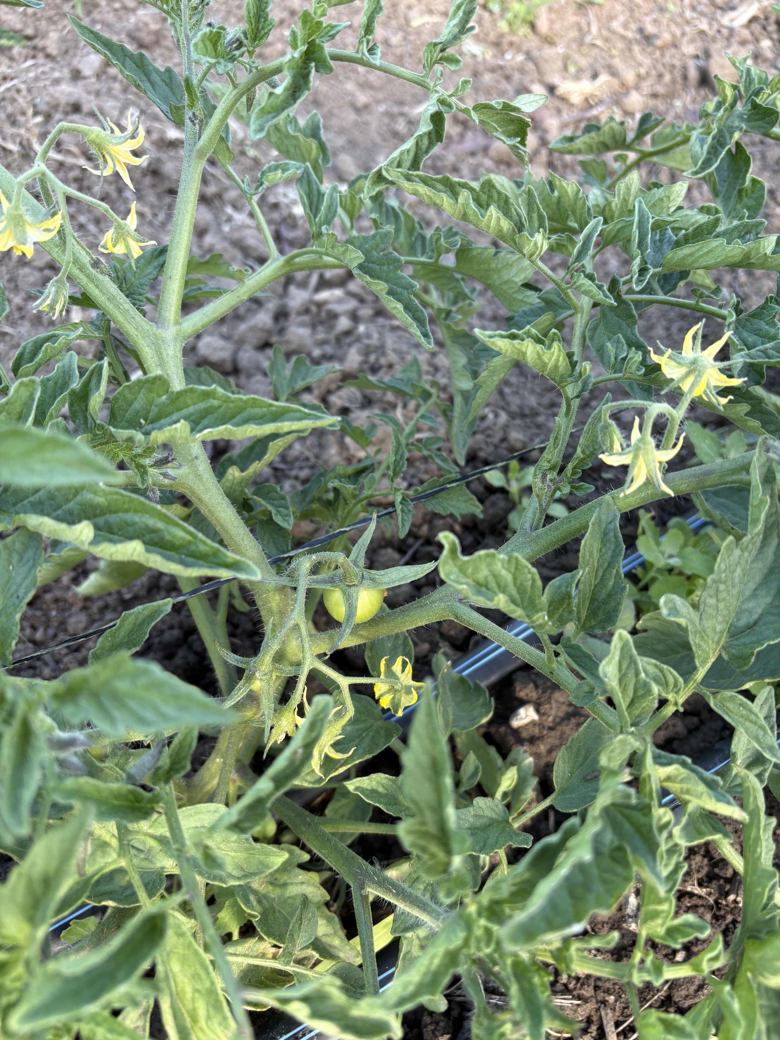 Planting after the rains