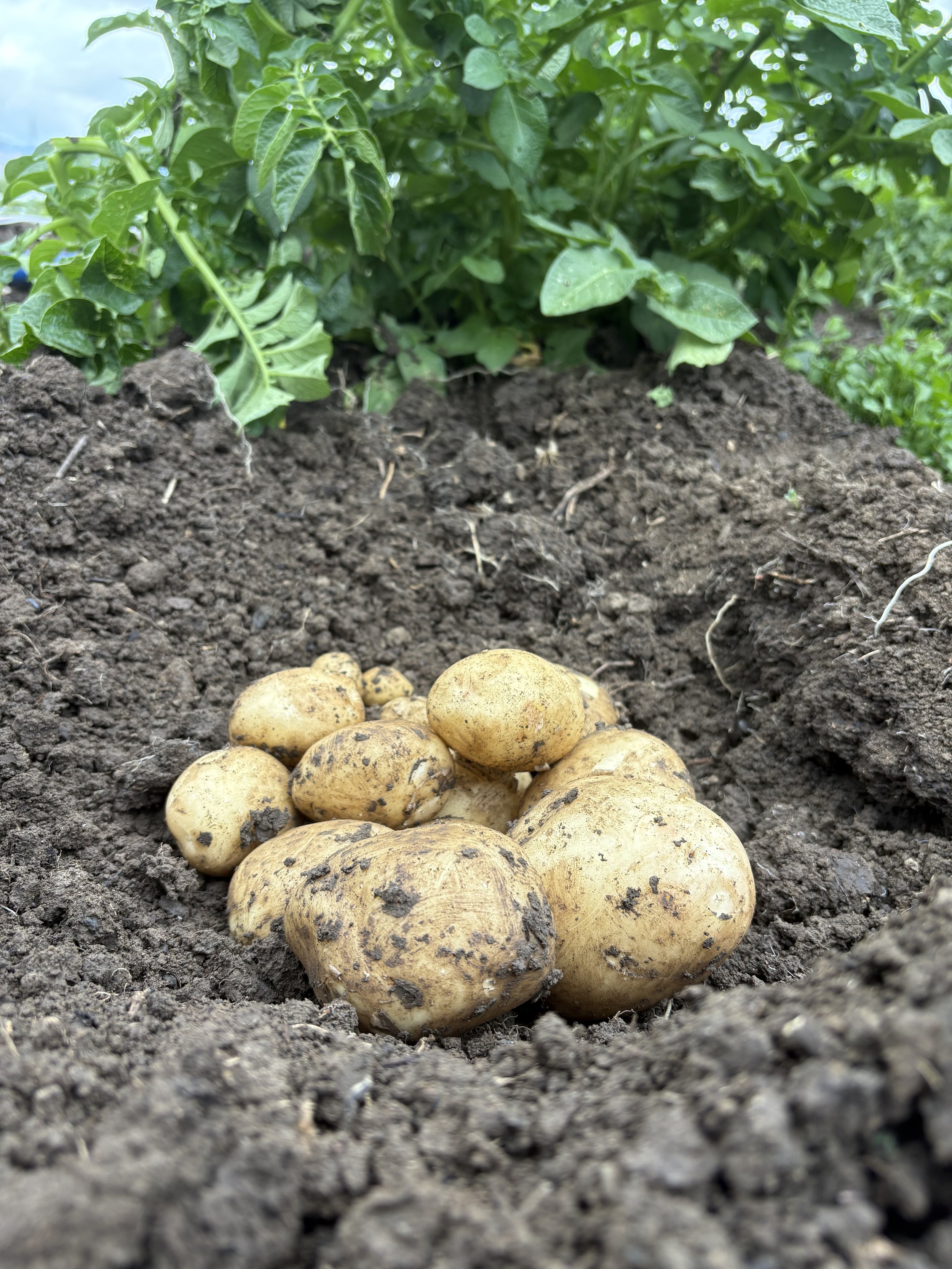 Harvesting the first potatoes of the season