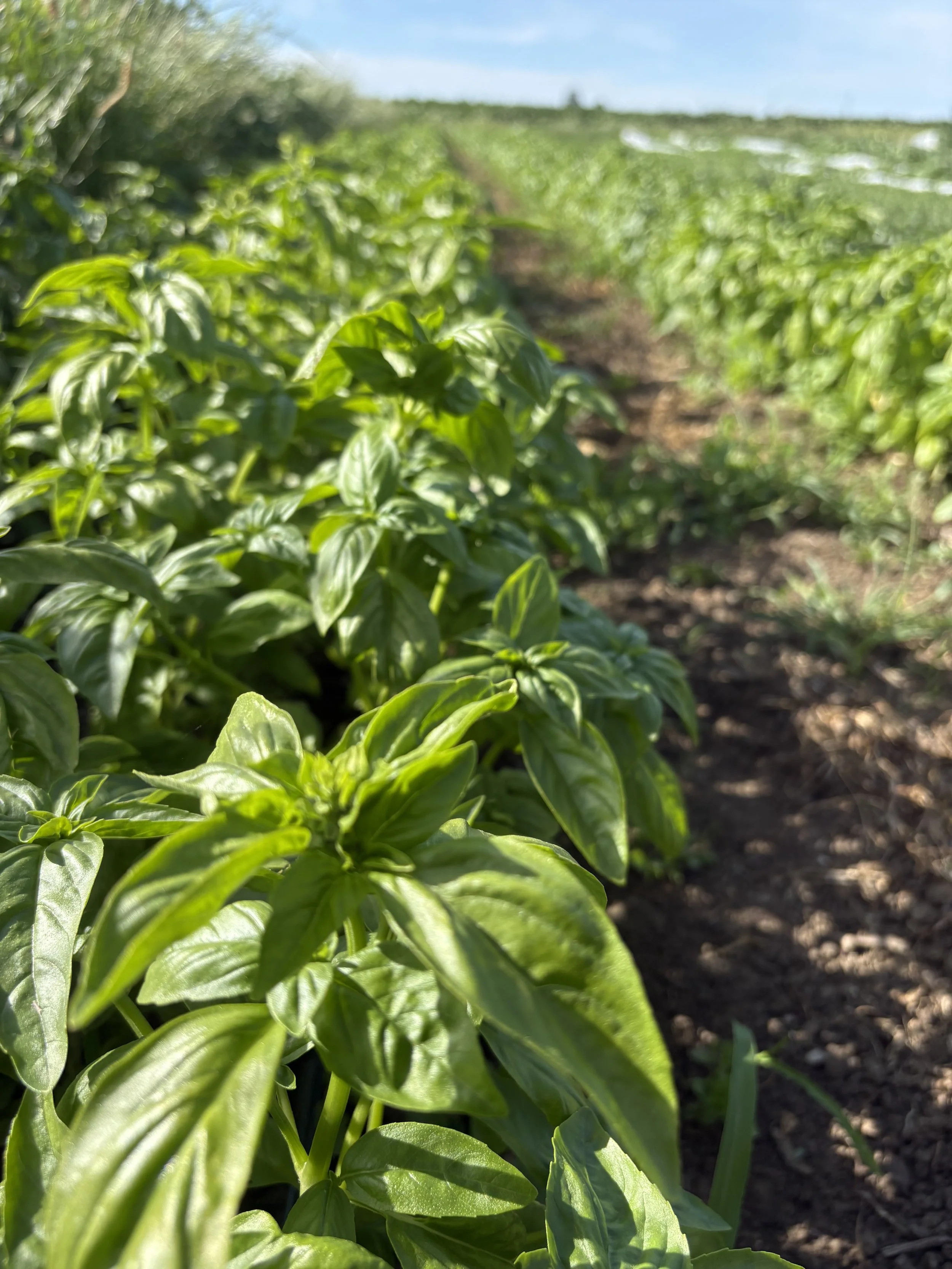 Starting to harvest delicious basil, cone cabbage &amp; broccoli