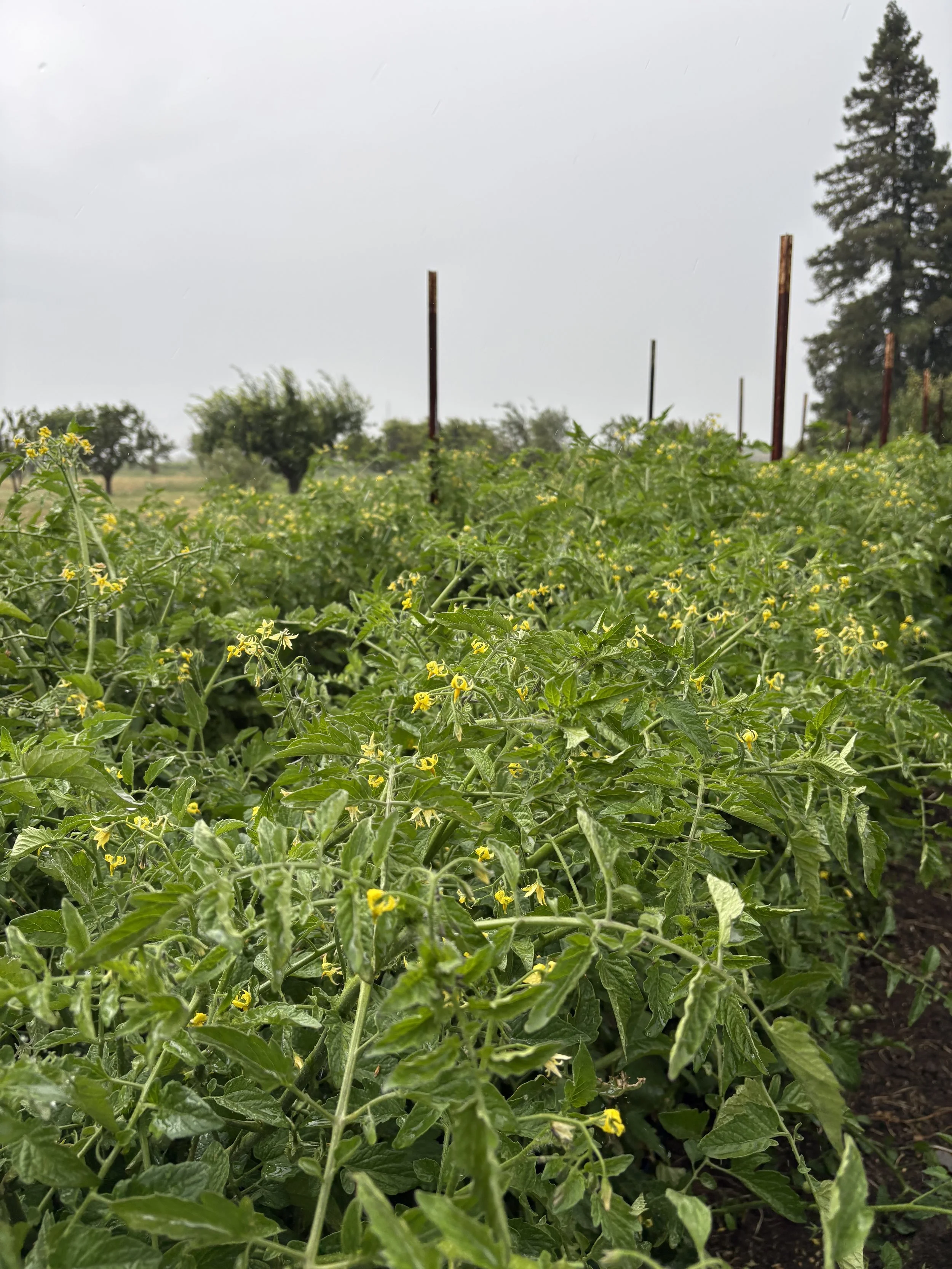 Brief weather change as summer veggie harvest increases