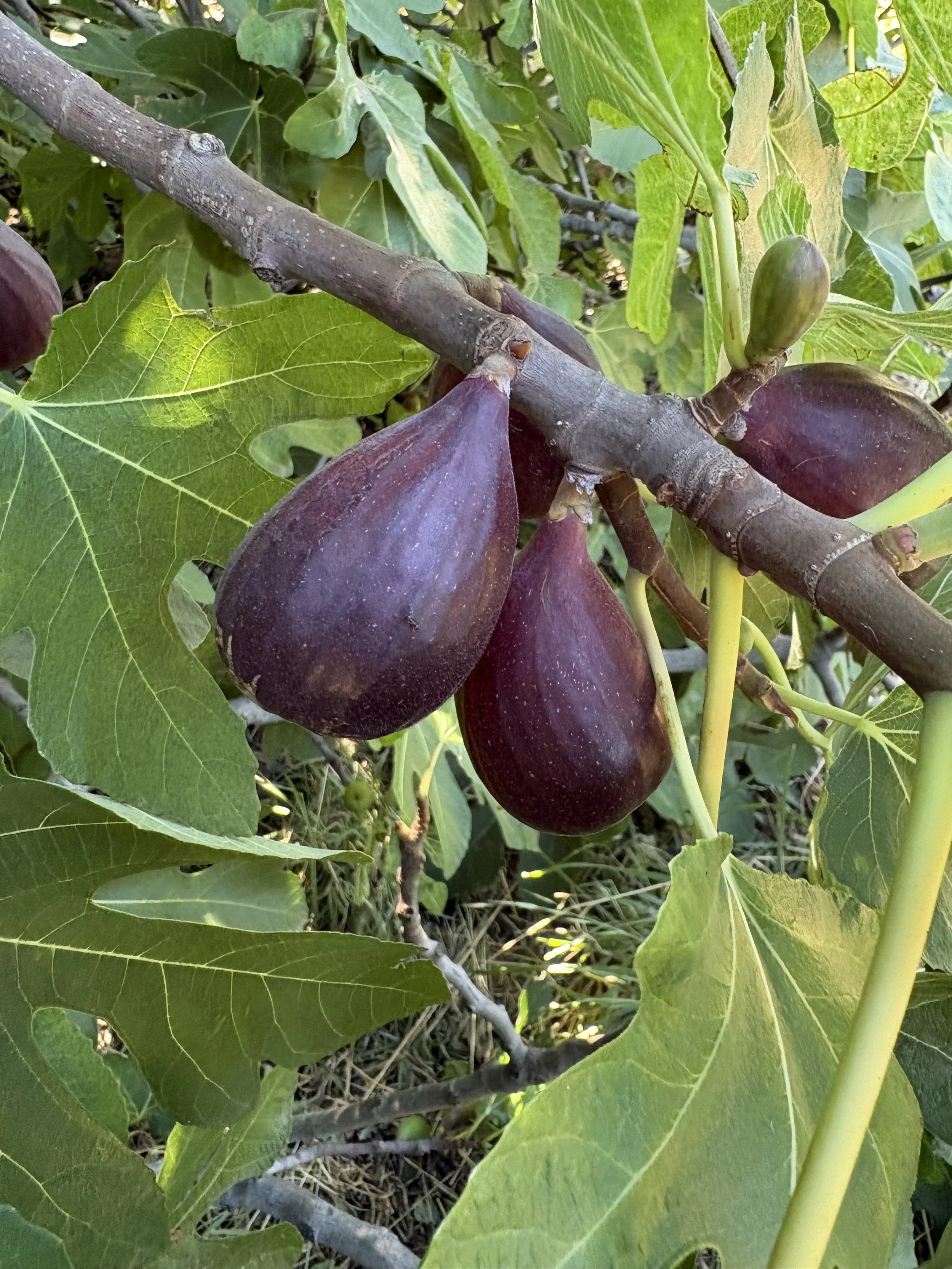 An upturn in summer flavors and smell being harvested on the farm.