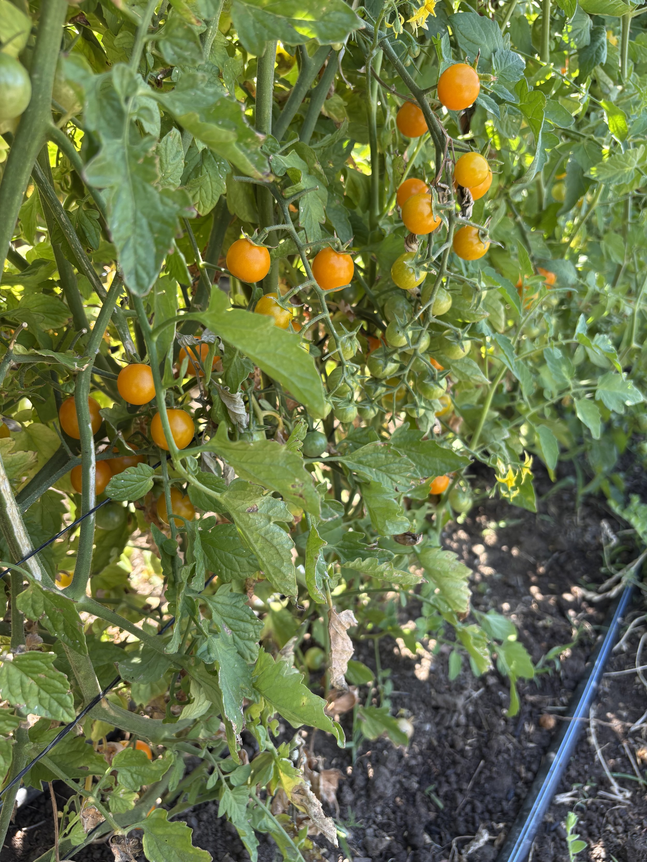 Harvesting cherry tomatoes