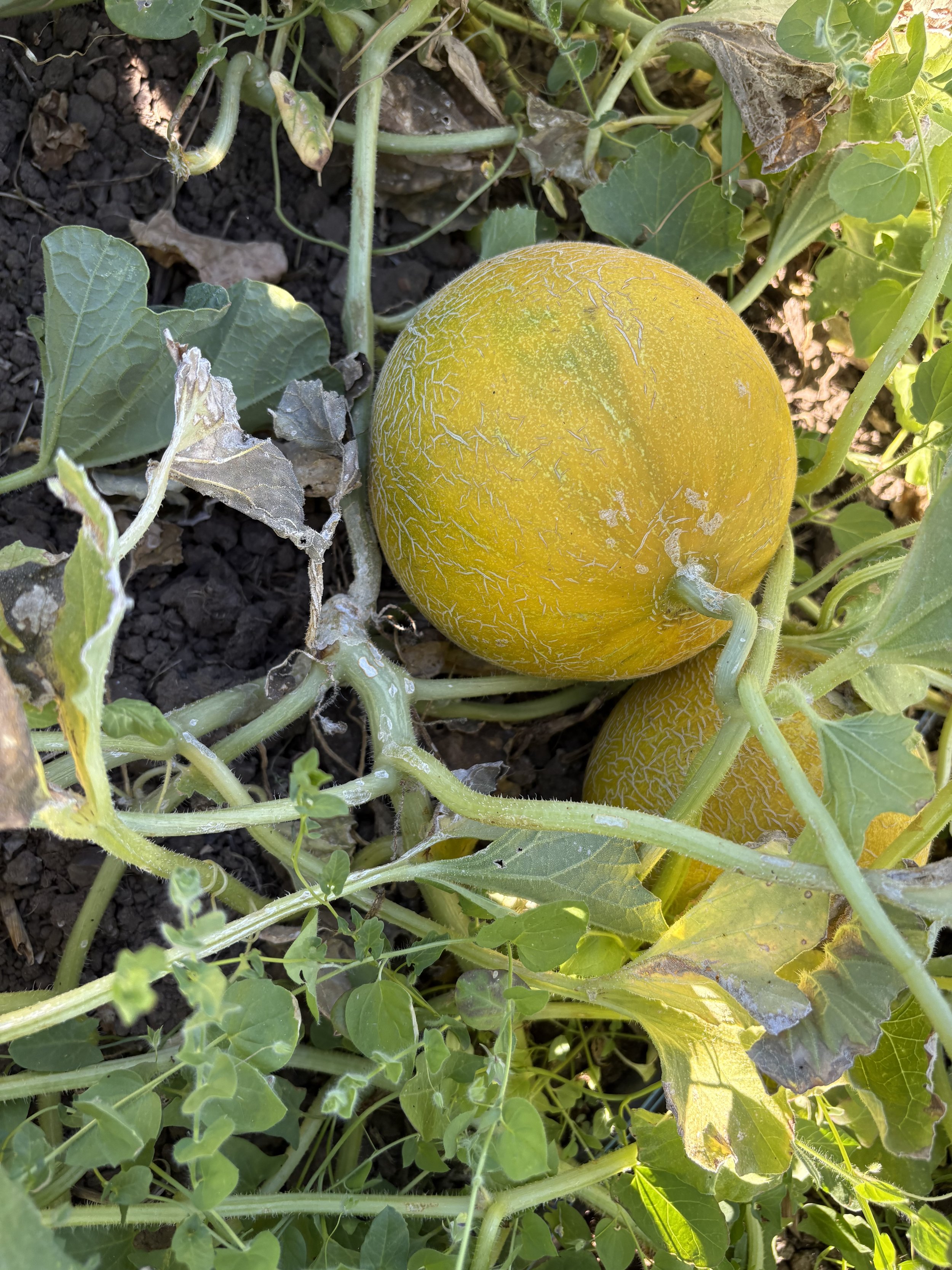 Melons and summer solstice