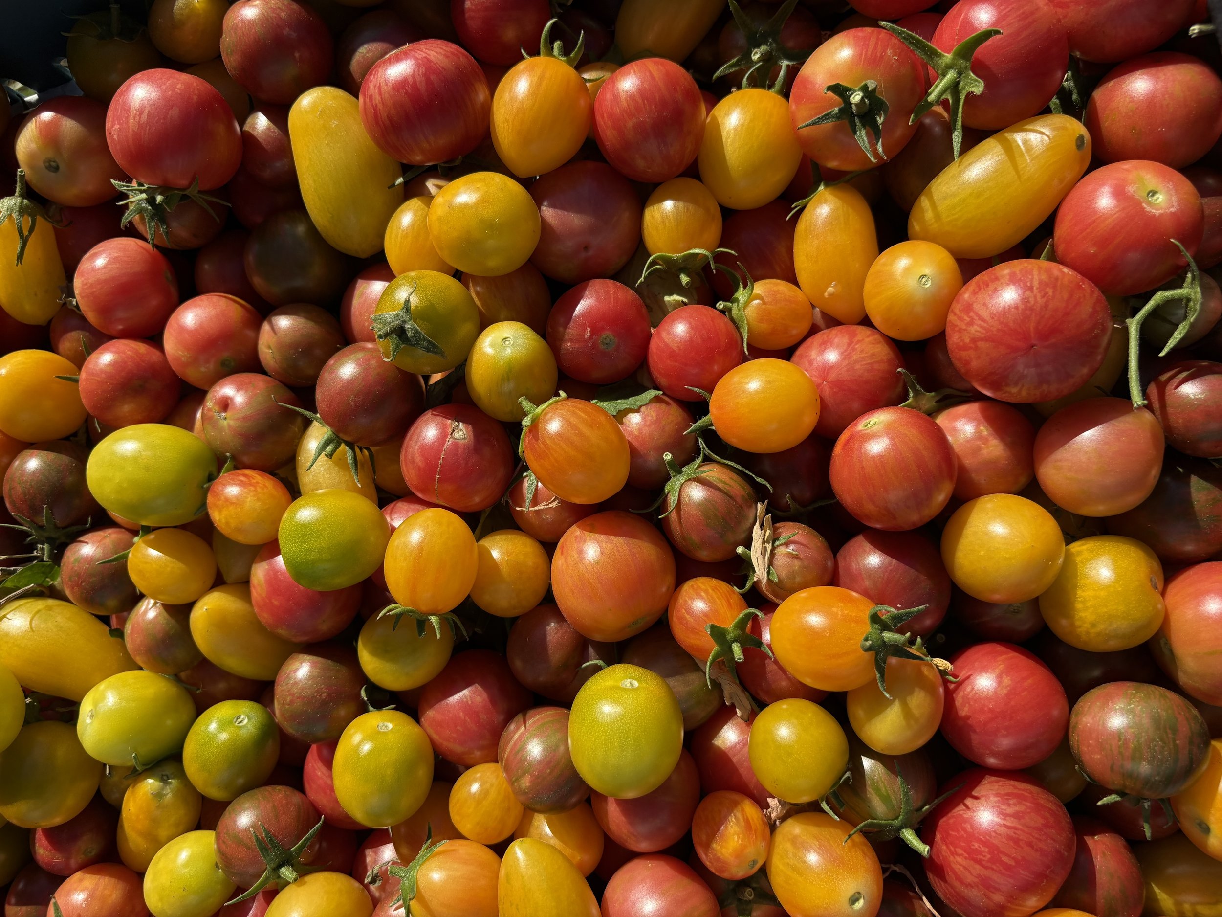 Harvesting more summer deliciousness
