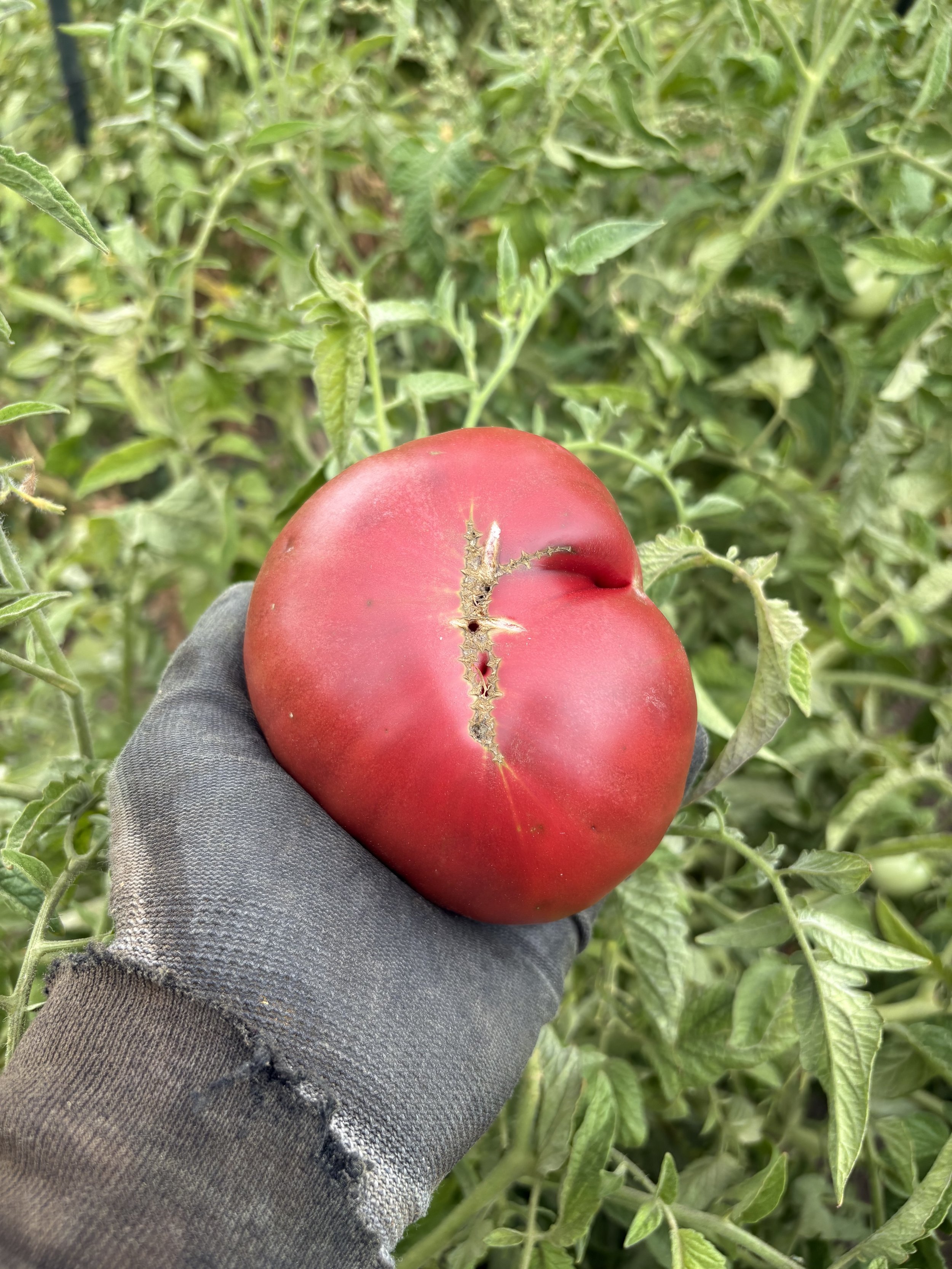 Heirloom Tomatoes Heating Up