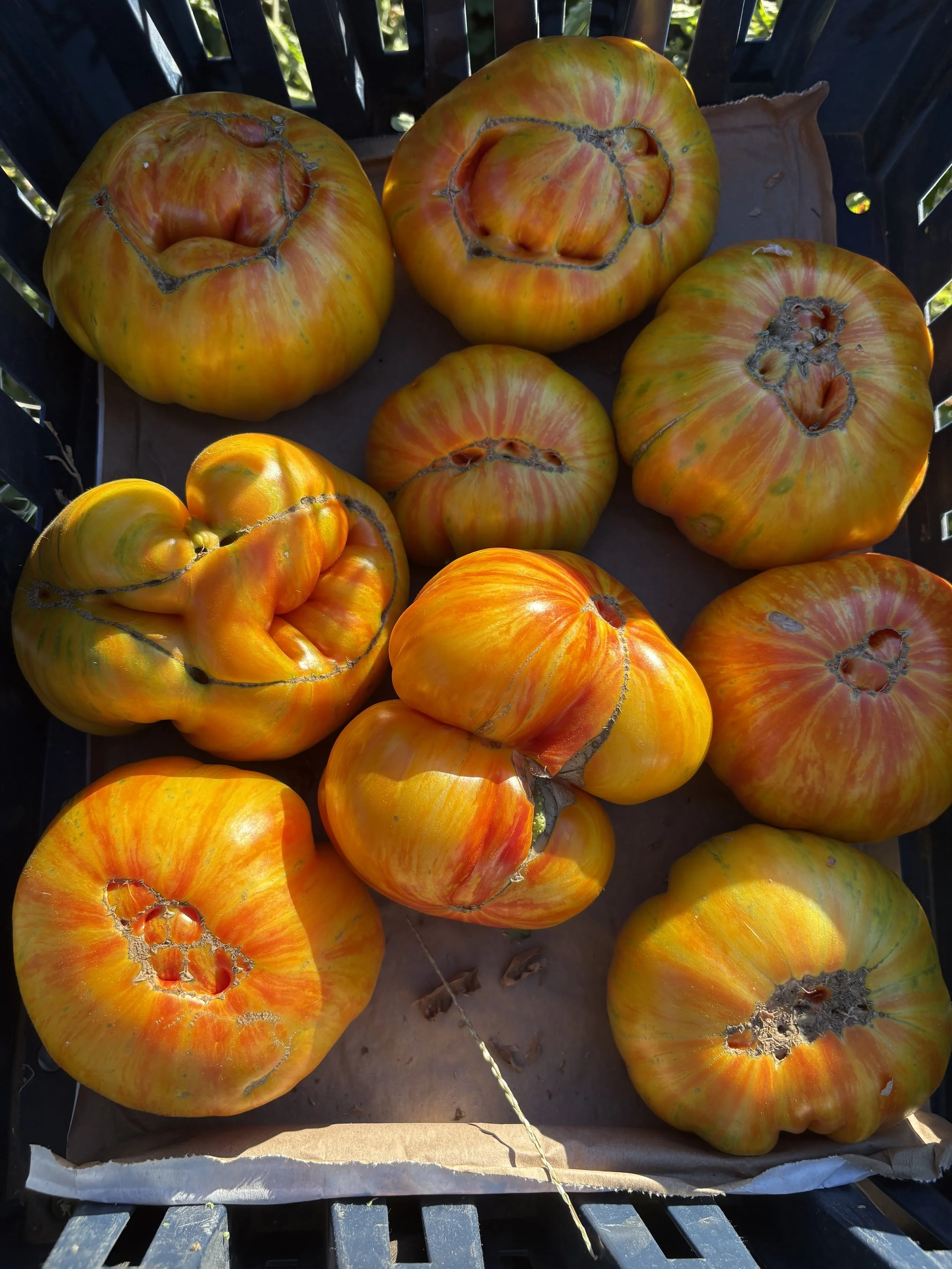 Celebrating 50 years of the Davis Farmers Market