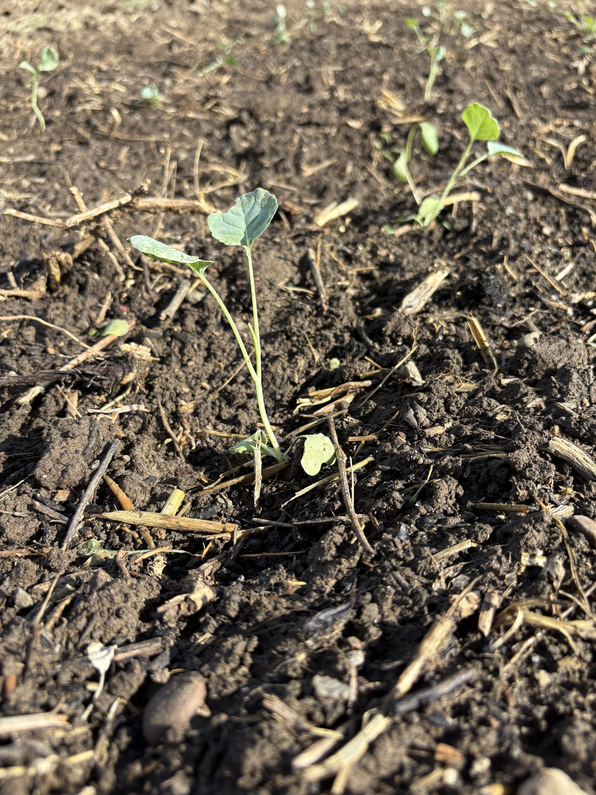 Starting to plant fall crops