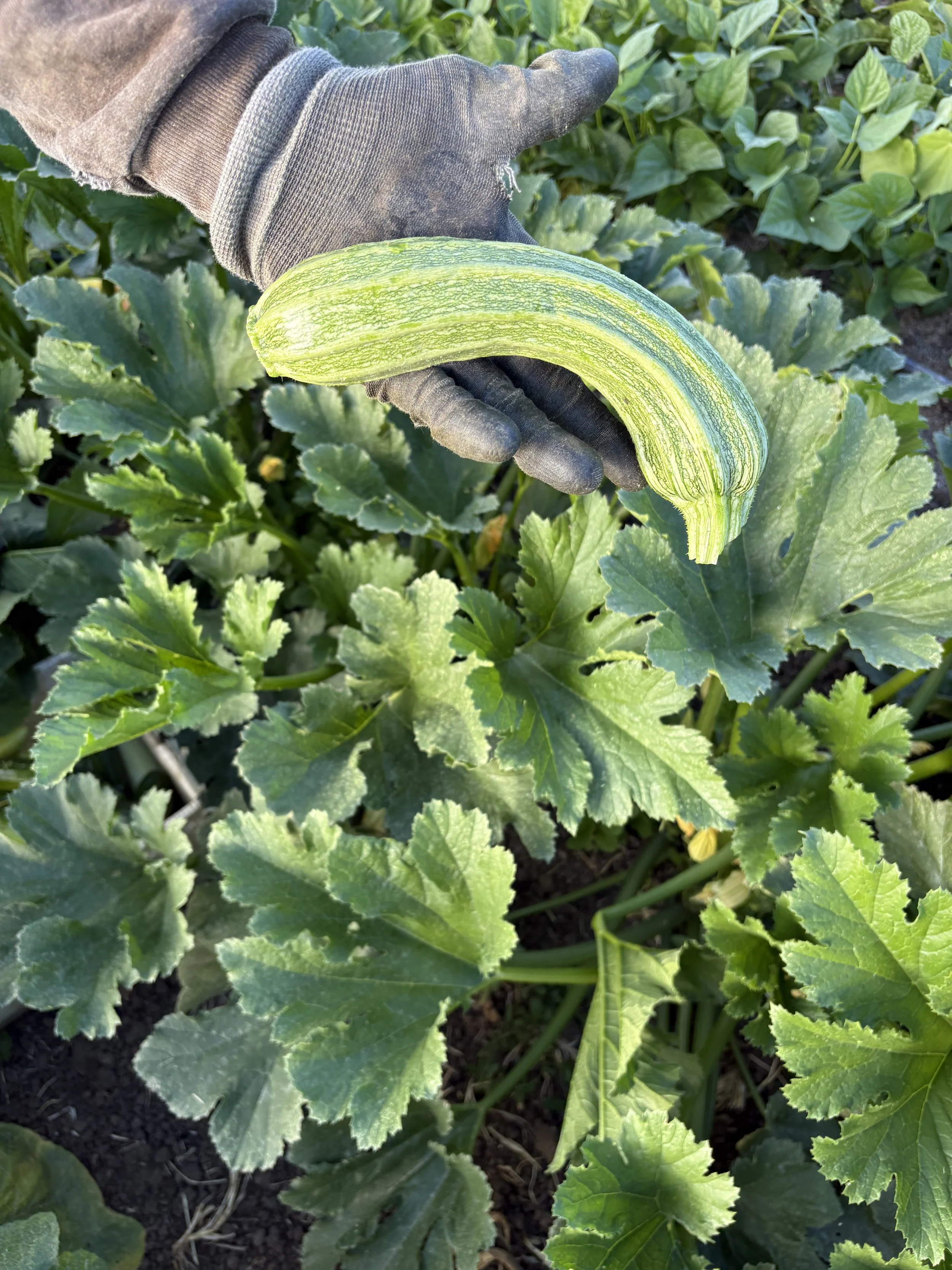 Harvesting new plantings of summer deliciousness