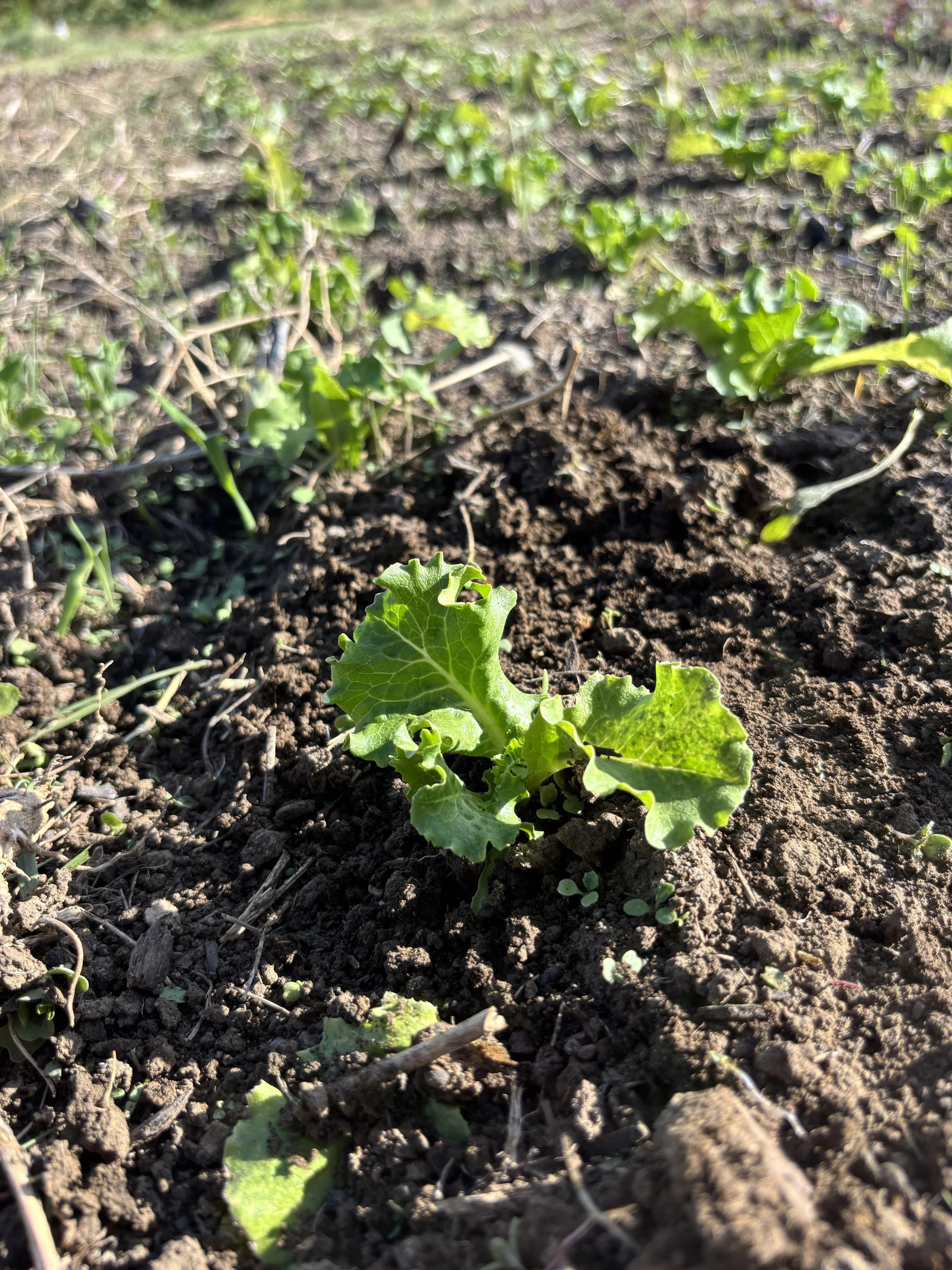 Caring for crops in the hot weather as harvest continues