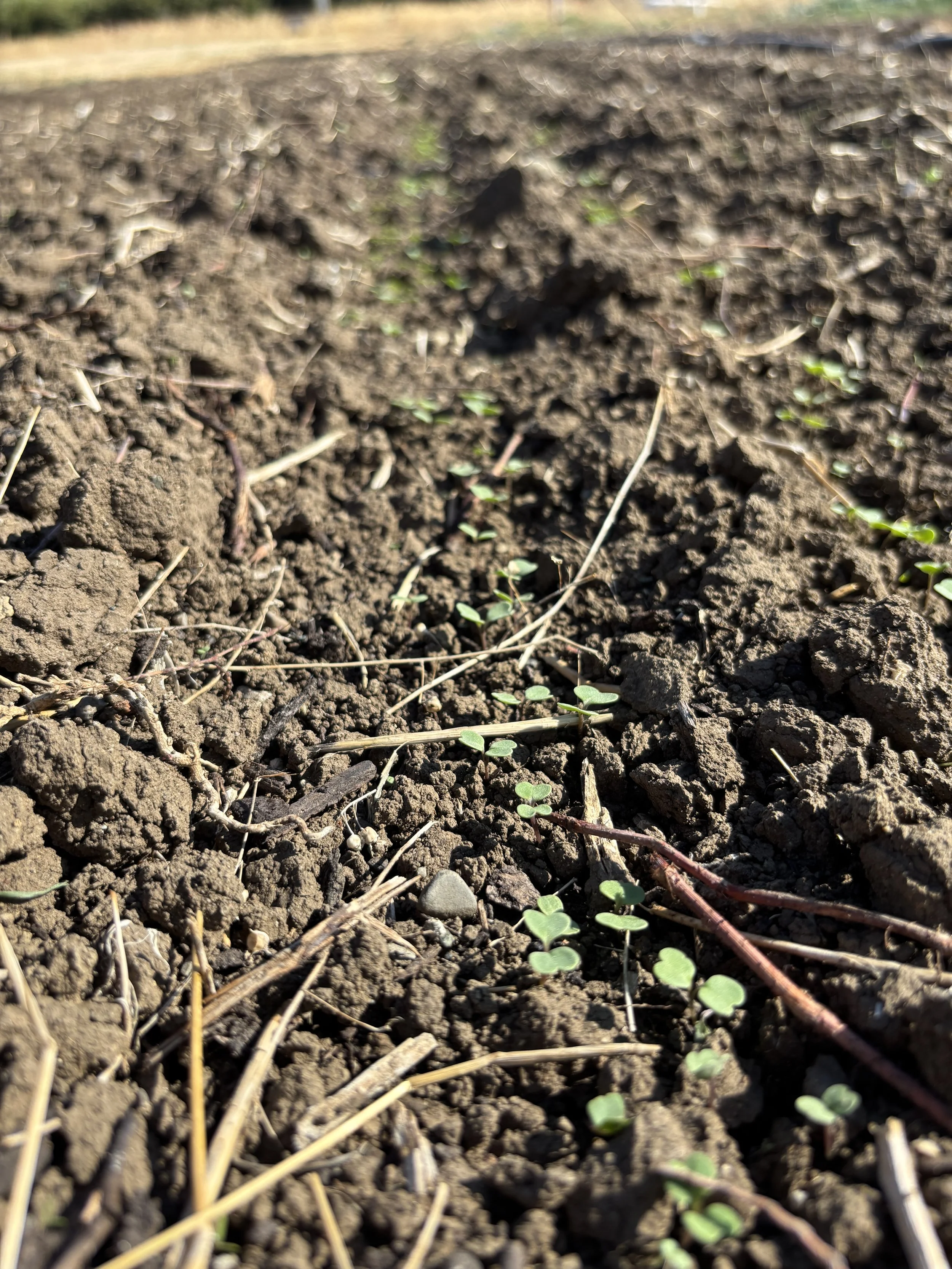 Arugula seeds germinating at Farmboy Organics