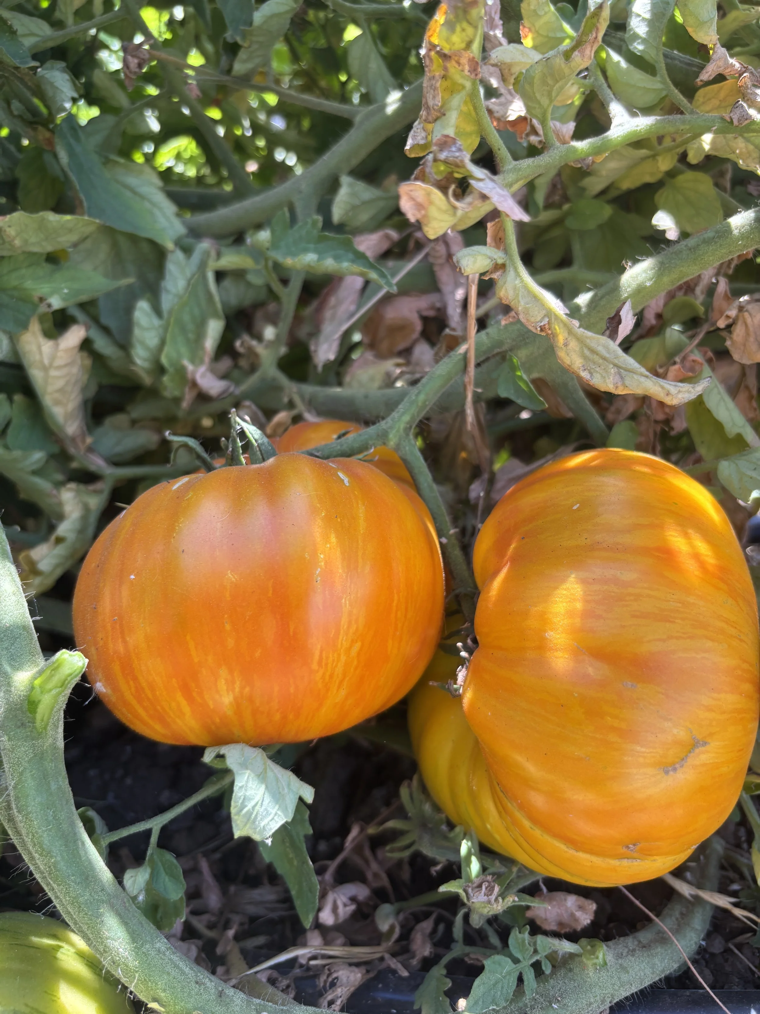 A tomato variety that means a lot to us — Farmboy Organics