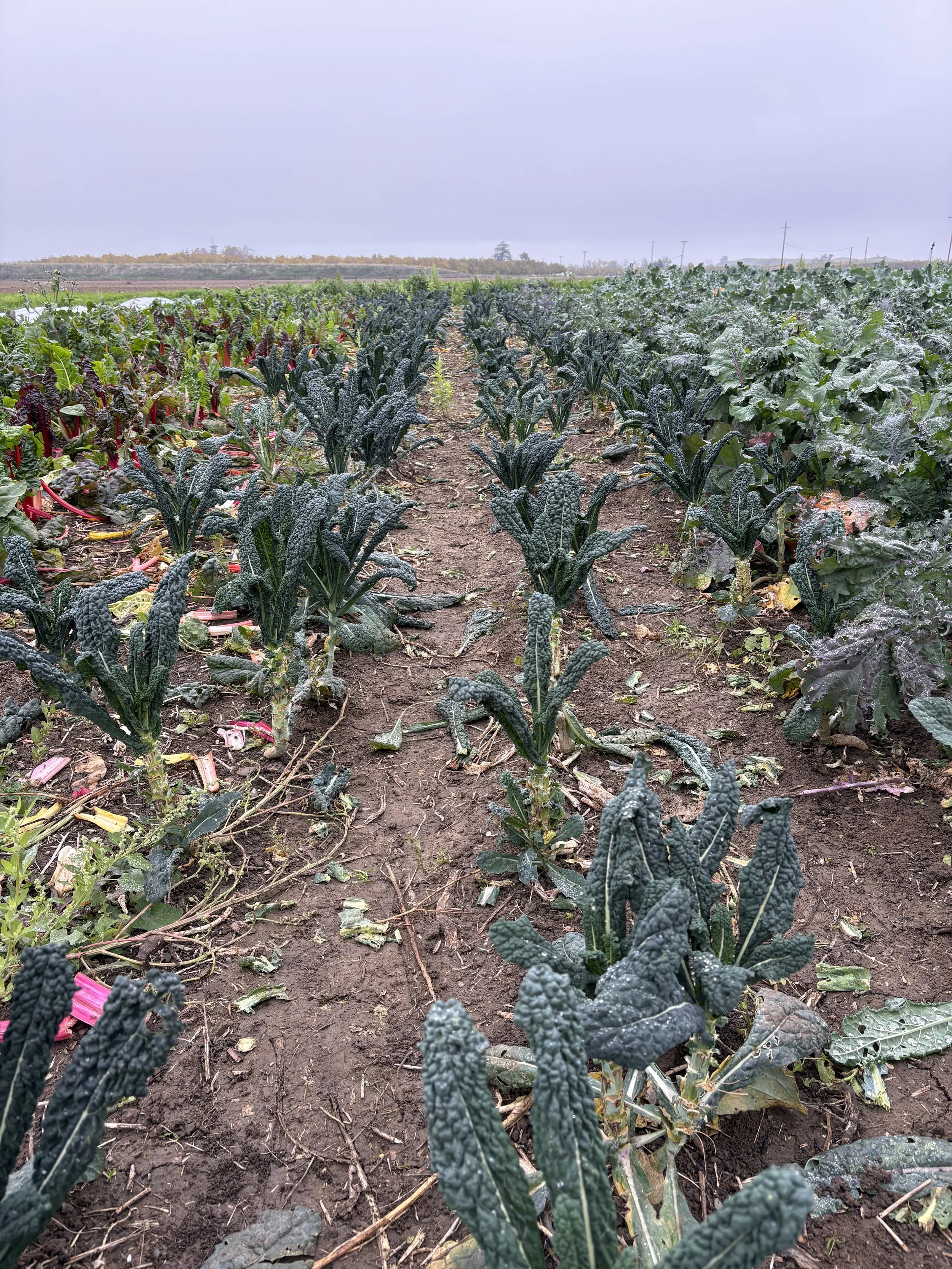 Dino Kale plants growing in the field