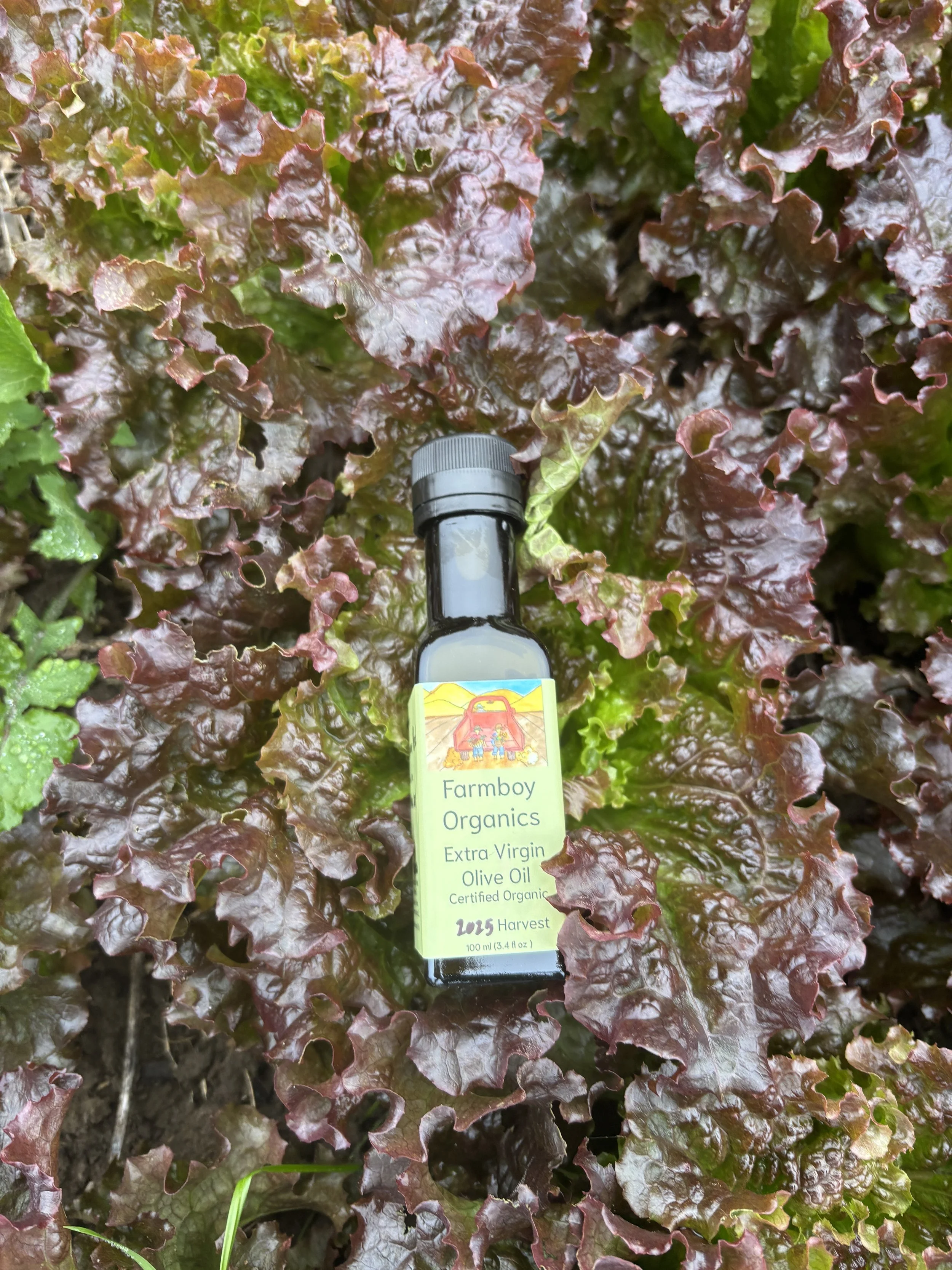 Farmboy Organics 100ml Extra Virgin Olive laying in a lettuce plant