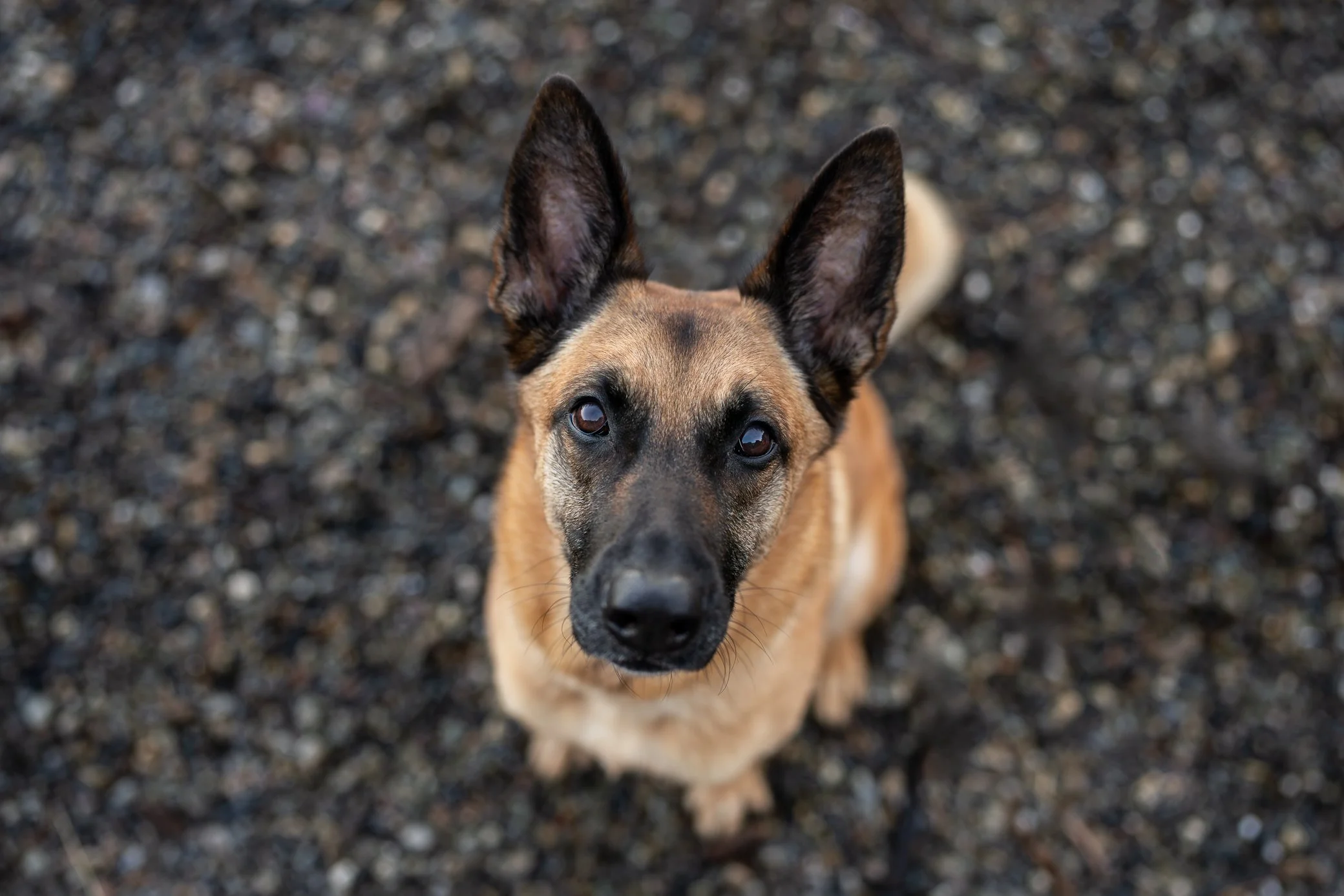 ginger-18.jpg