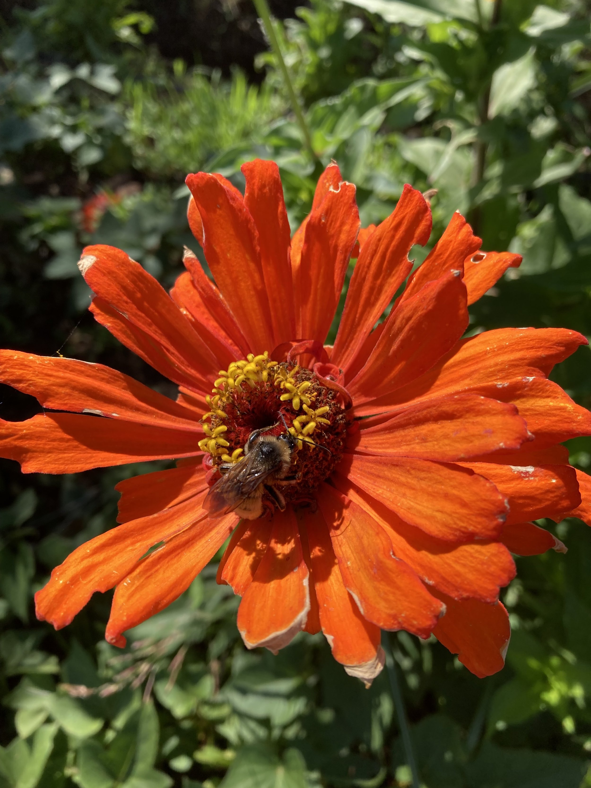 red flower bee.jpeg