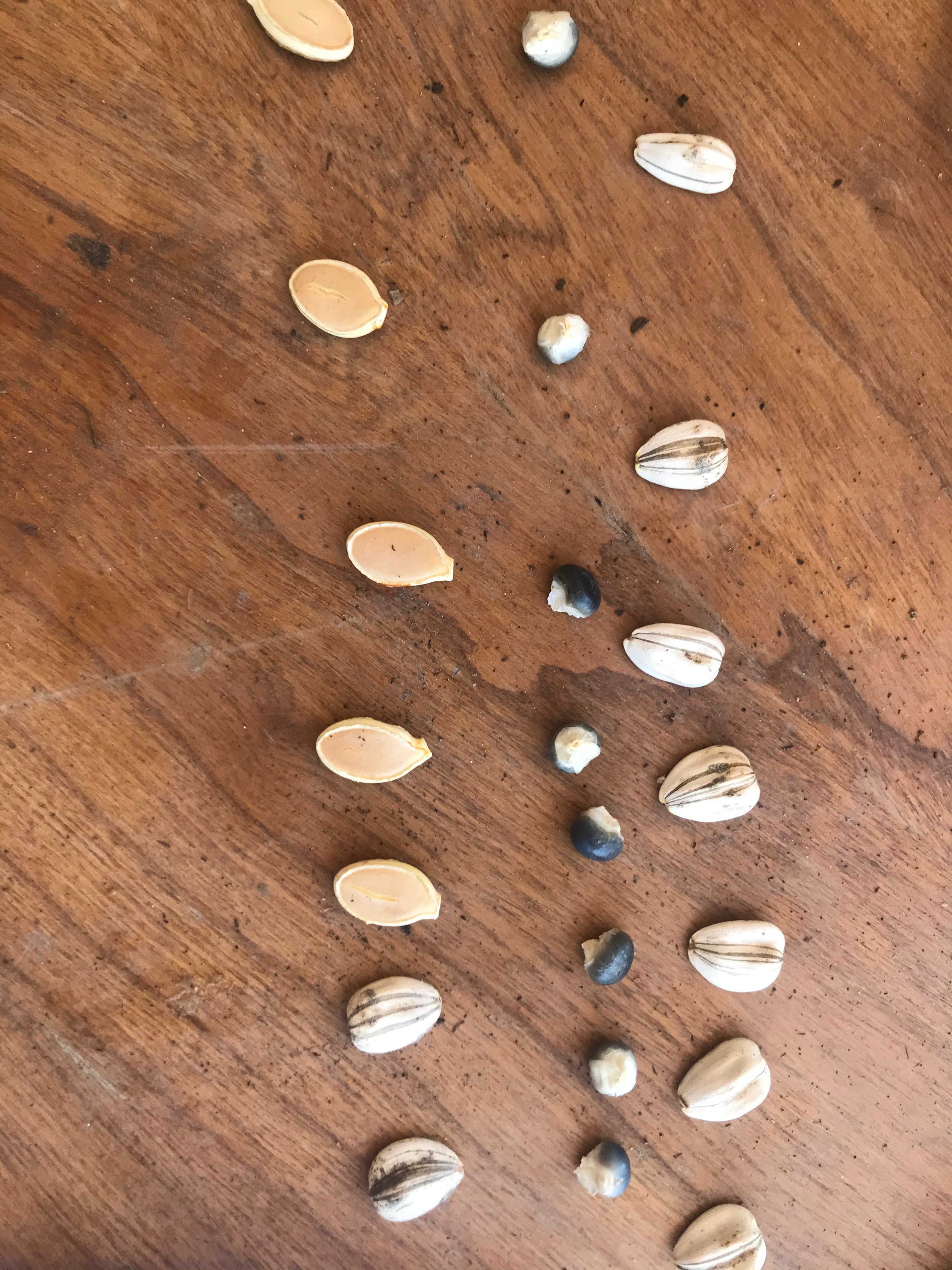 seeds saved.jpeg