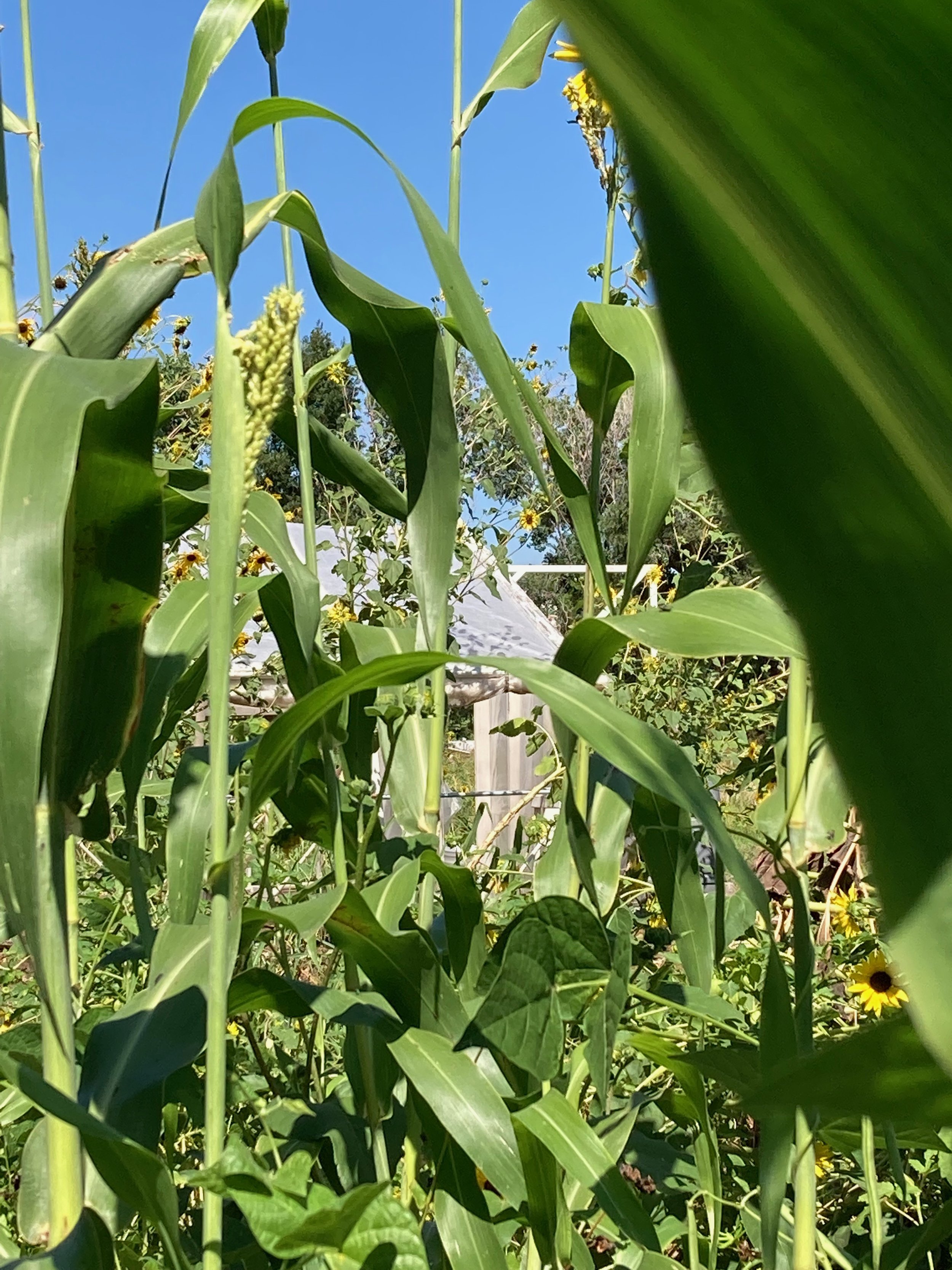 Growing Corn.jpeg