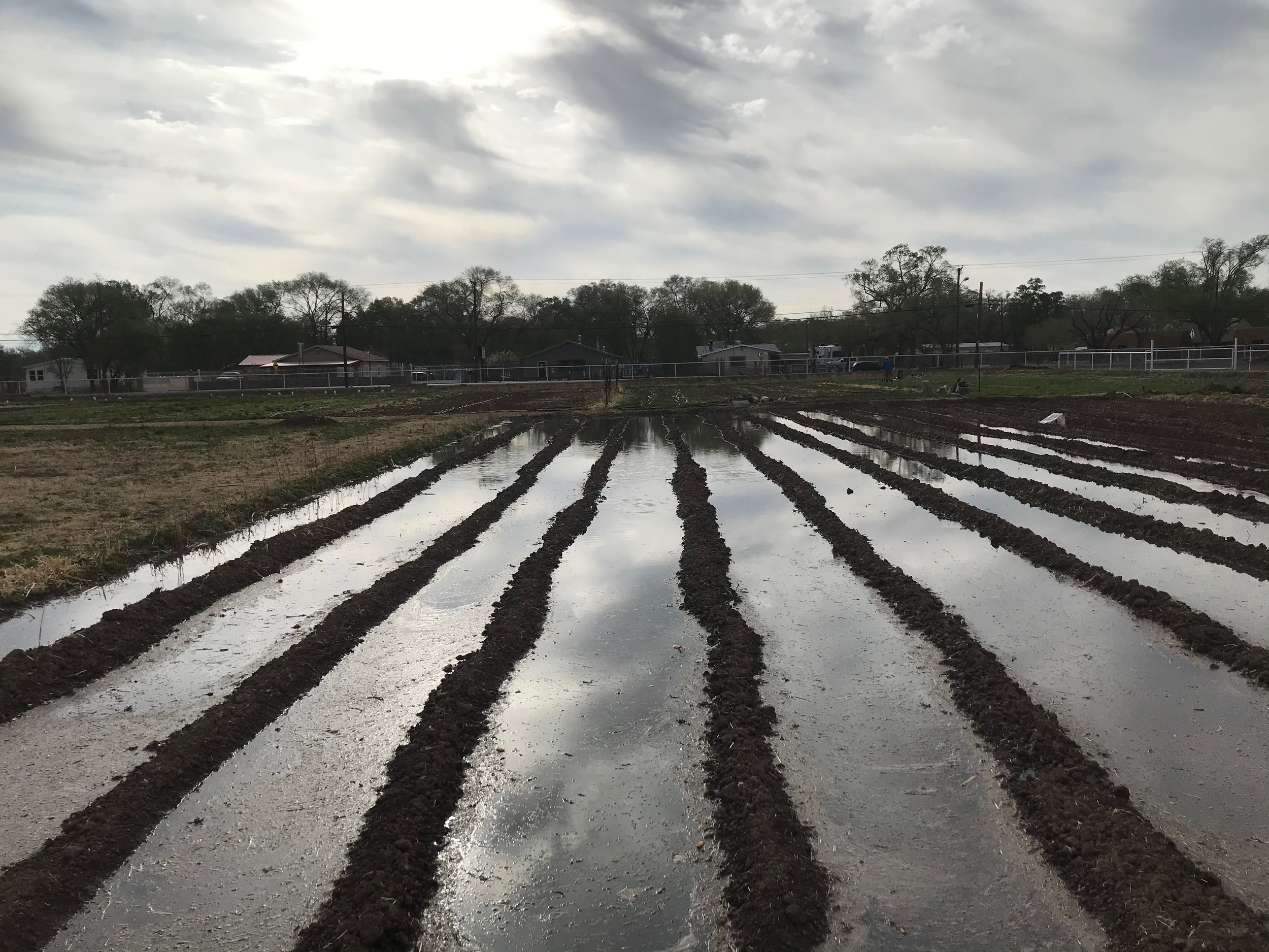 irrigation prep.jpeg