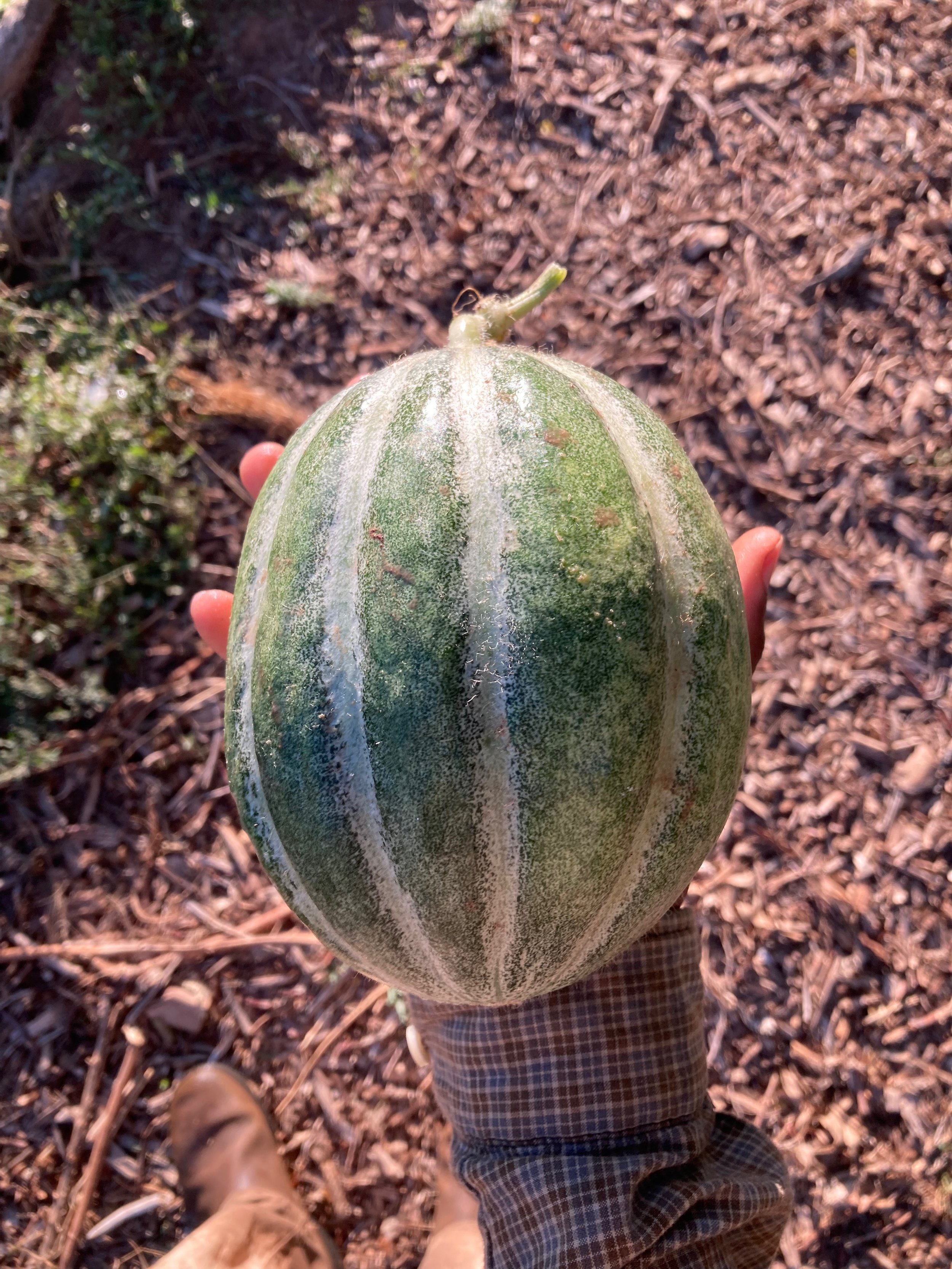 Melon Hand.jpeg