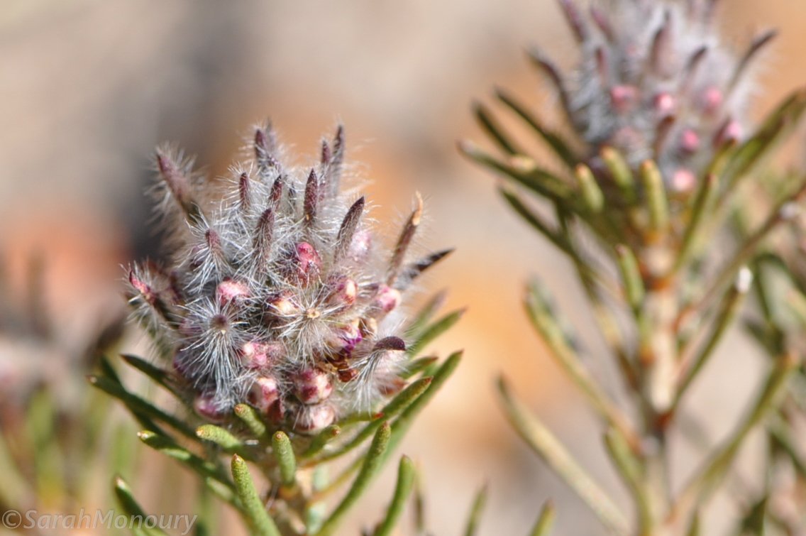 resize_DSC_0275.jpg